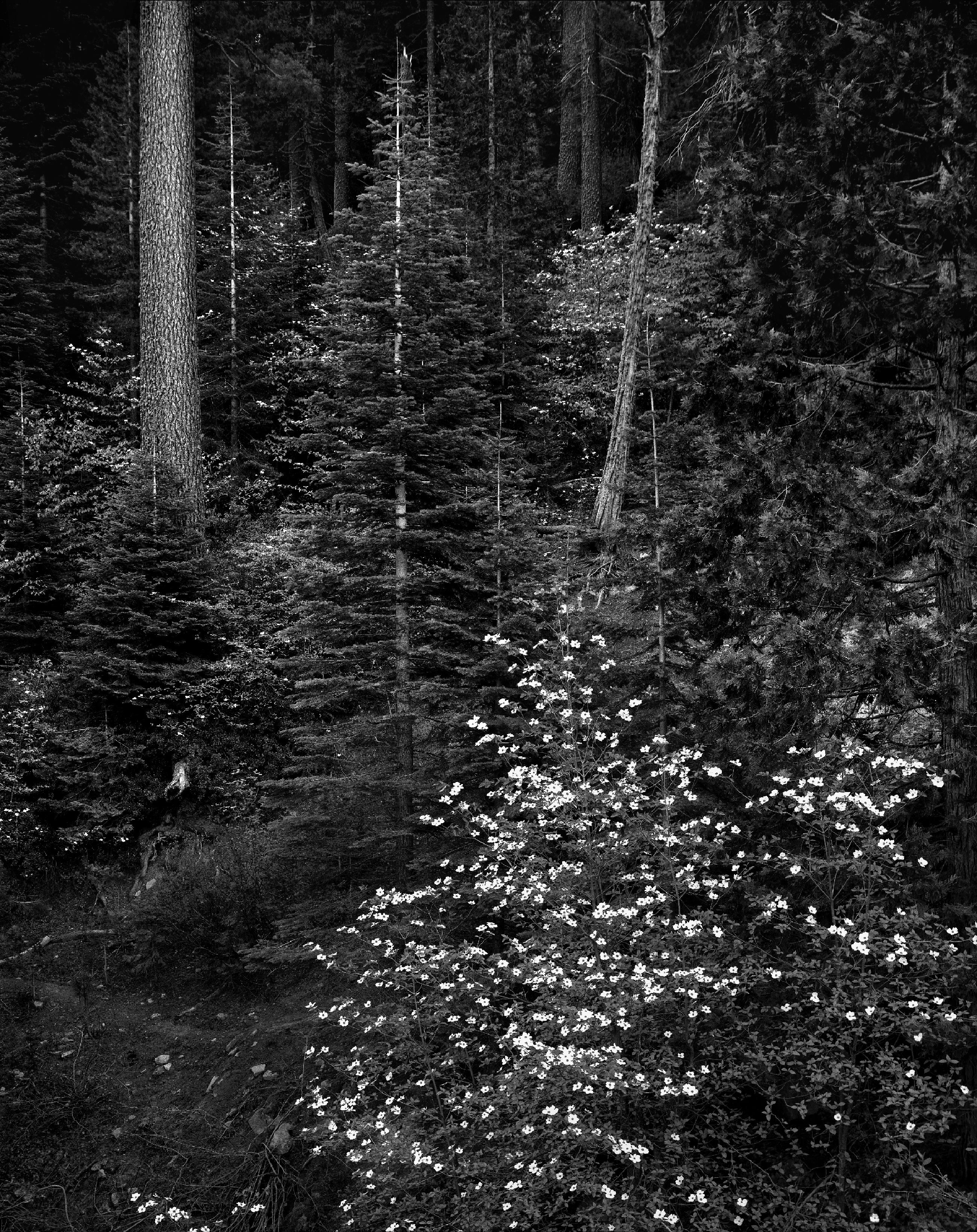 Landscape Photograph Tom Ferderbar - Blossommes de bois de chien, Yosemite