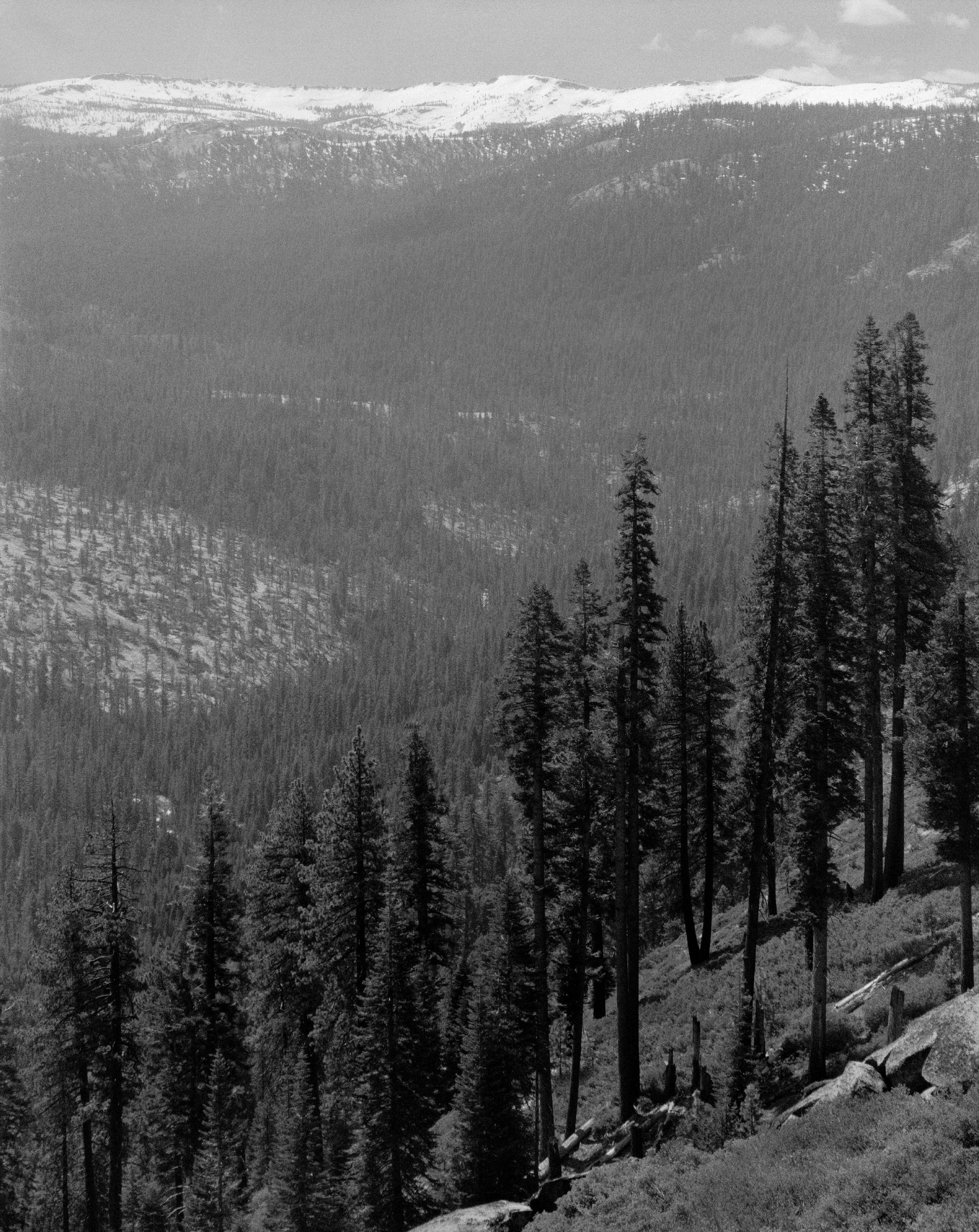 Landscape Photograph di Tom Ferderbar - Alberi della Sierra A, Yosemite