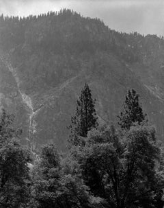 Sierra Trees D, Yosemite