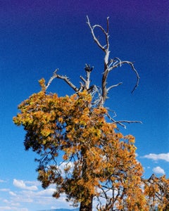 Tree Teton 1E