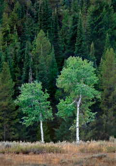 Grupo de Árboles Teton