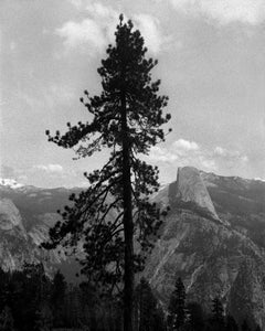 Tree and Halfdome, Yosemite