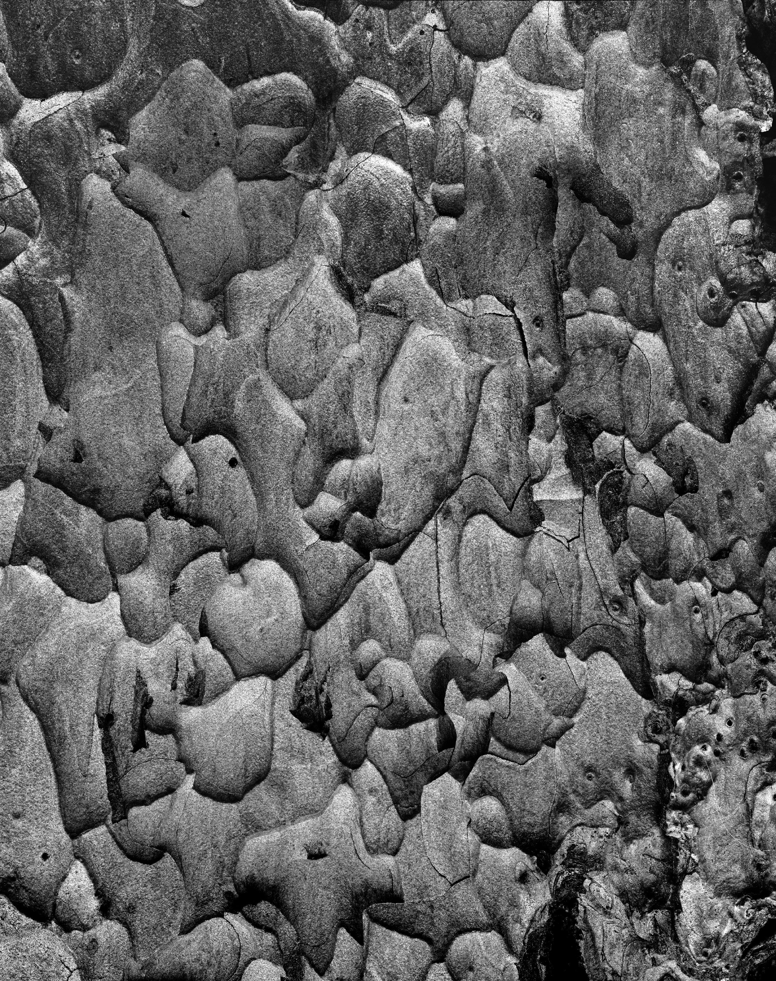 Tom Ferderbar Landscape Photograph - Tree Bark, Yosemite