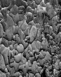 Tree Bark, Yosemite