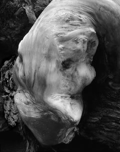 Tree Root, Yosemite