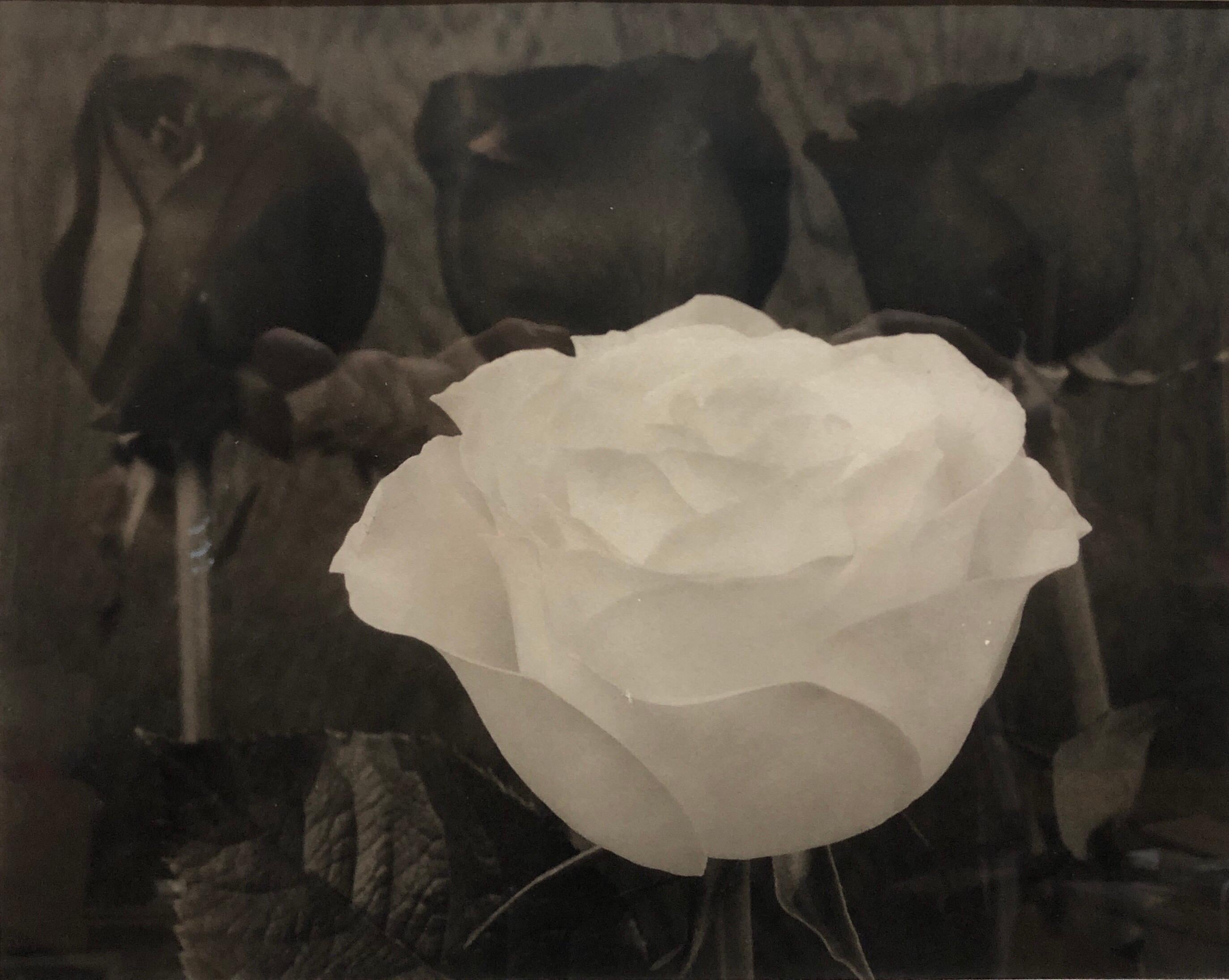 Photographie dramatique roses blanches et noires imprimée en platine et palladium - Noir Still-Life Photograph par Tom Ferguson