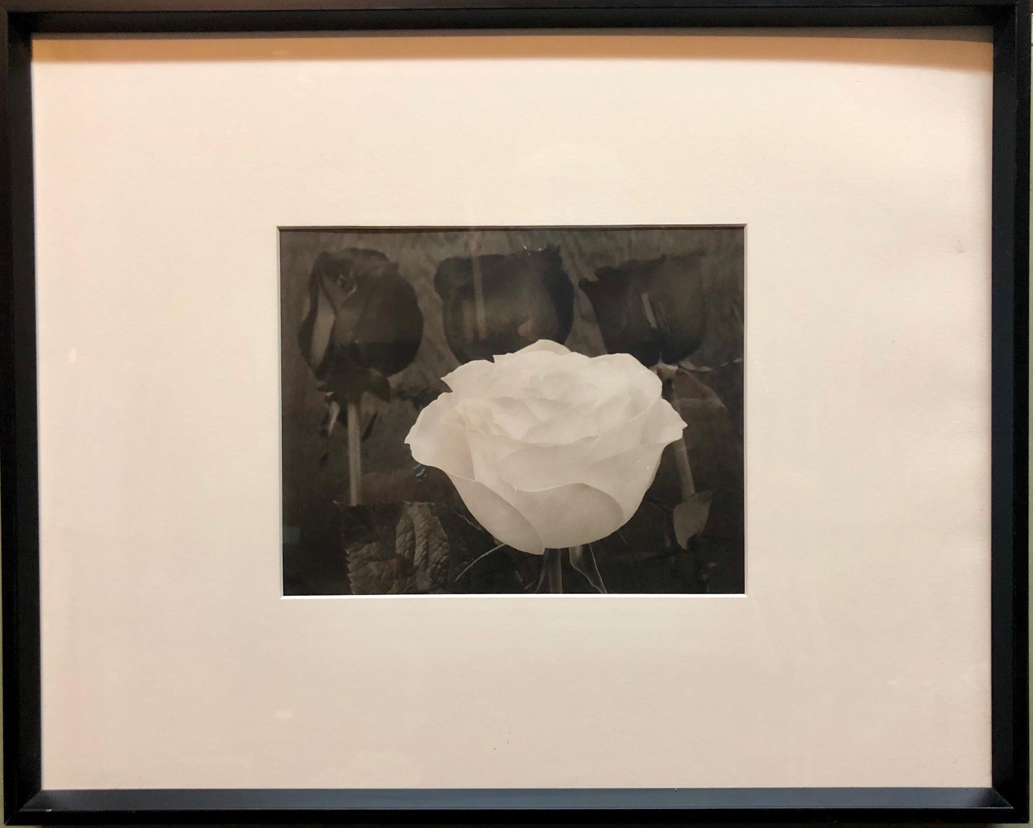 Dramatic White and Black Roses Platinum Palladium Print Photograph For Sale 1