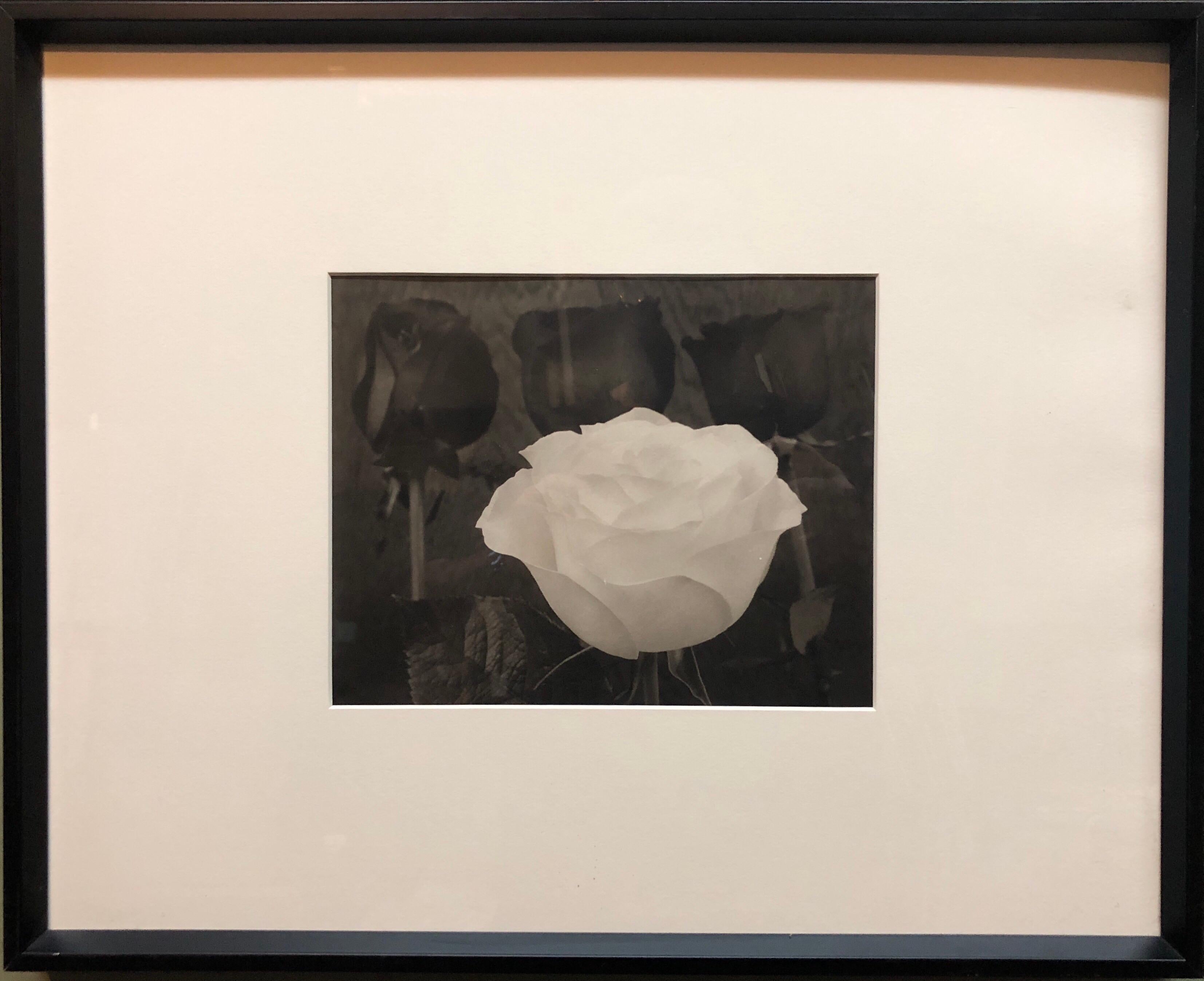 Dramatische Fotografie mit weißen und schwarzen Rosen aus Platin mit Palladiumdruck (Schwarz), Still-Life Photograph, von Tom Ferguson