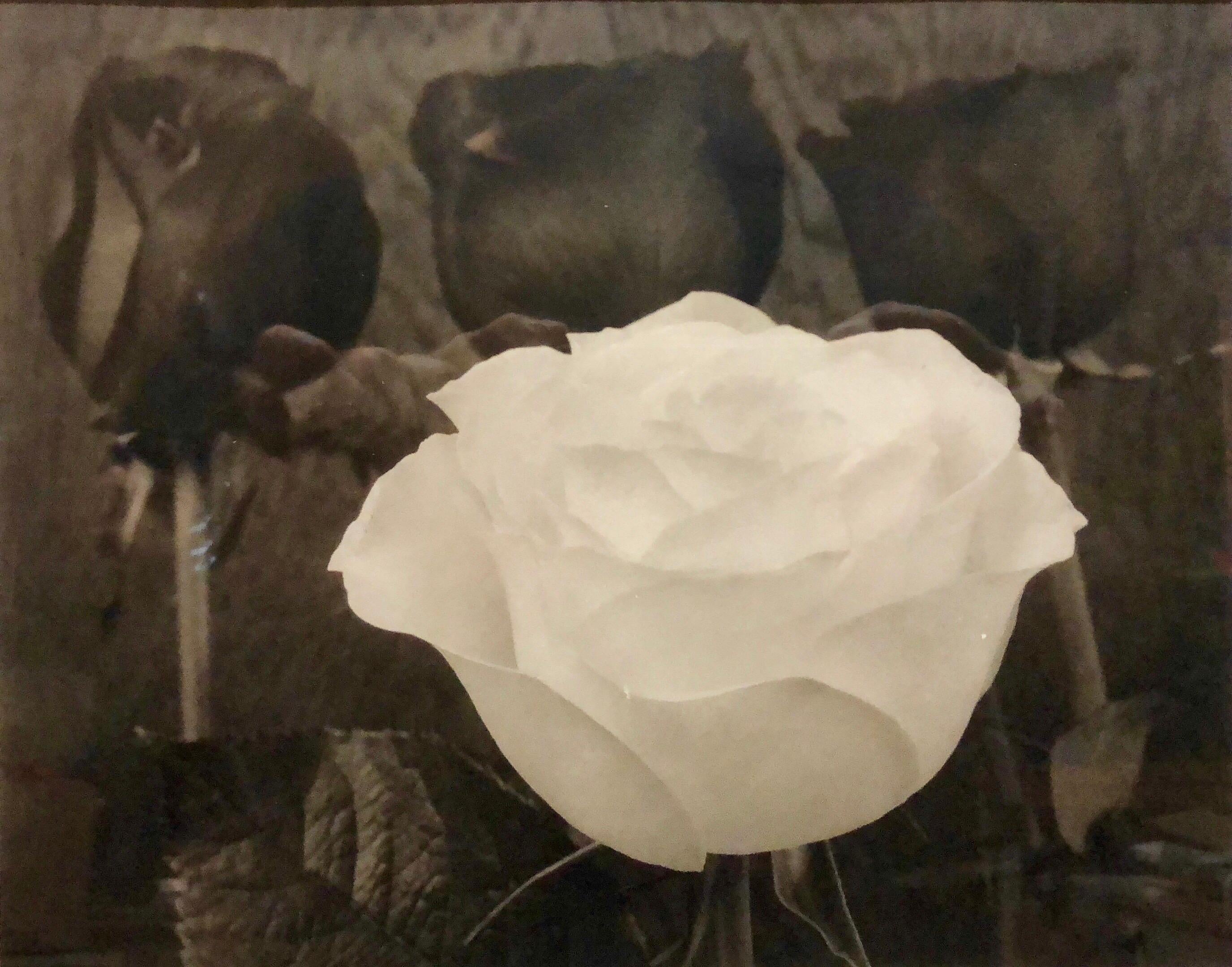 Tom Ferguson Black and White Photograph - Dramatic White and Black Roses Platinum Palladium Print Photograph