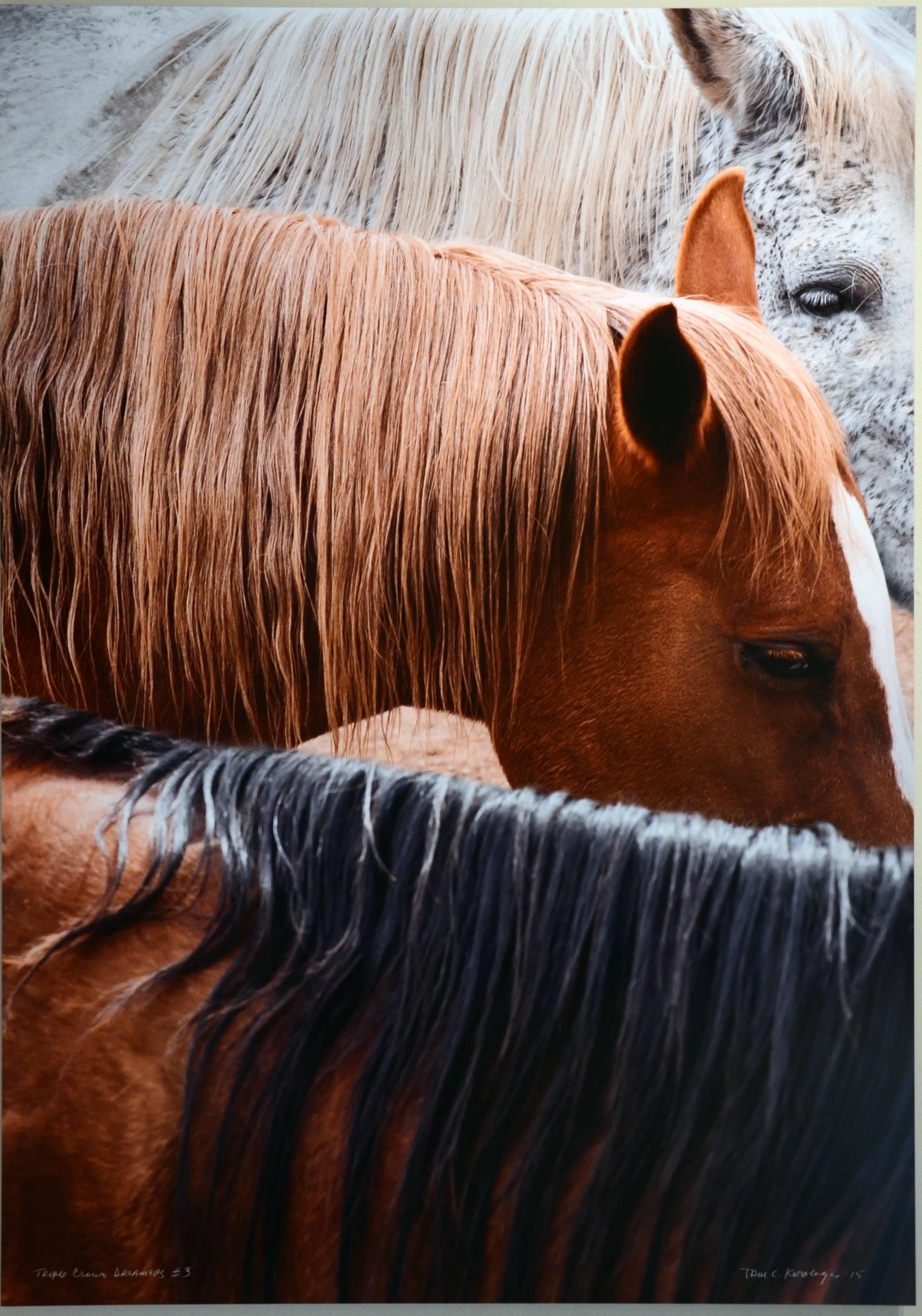 Tom Korologos Color Photograph - Triple Crown Dreamers (3) (horses, photograph, animals)