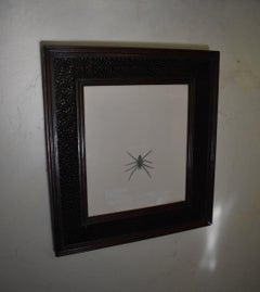A giant house spider, in a hand-carved spiderweb patterned frame, circa 1880