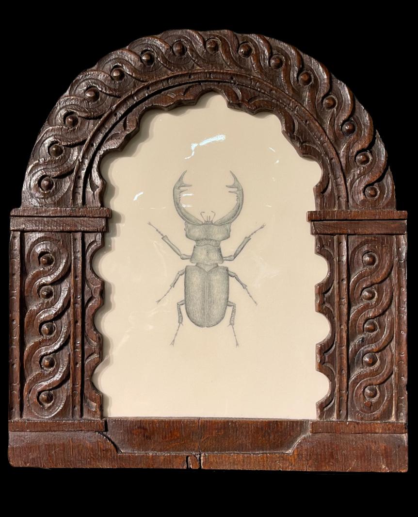 Stag beetle, presented in an English, 17th Century hand-carved oak frame For Sale 1