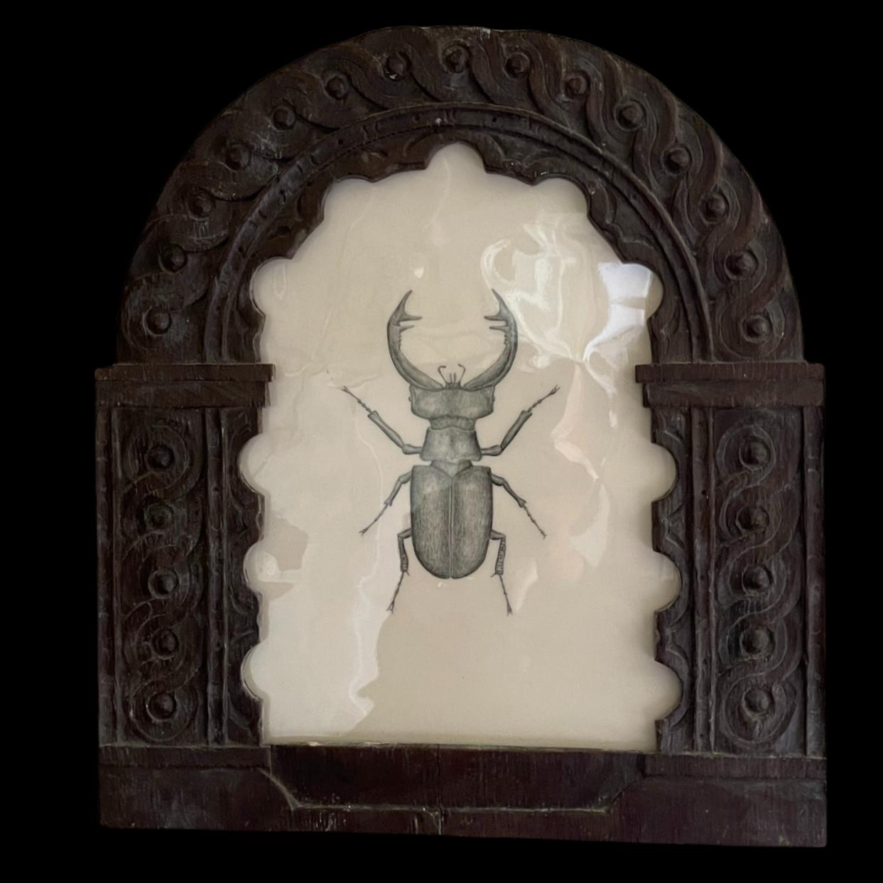 Stag beetle, presented in an English, 17th Century hand-carved oak frame