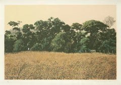 Paisaje con luz dorada