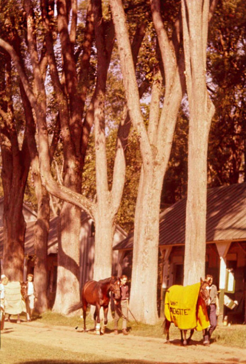 Color Photograph de Toni Frissell - Caballos y mozos de cuadra 1960 Edición limitada sobredimensionada con sello de firma