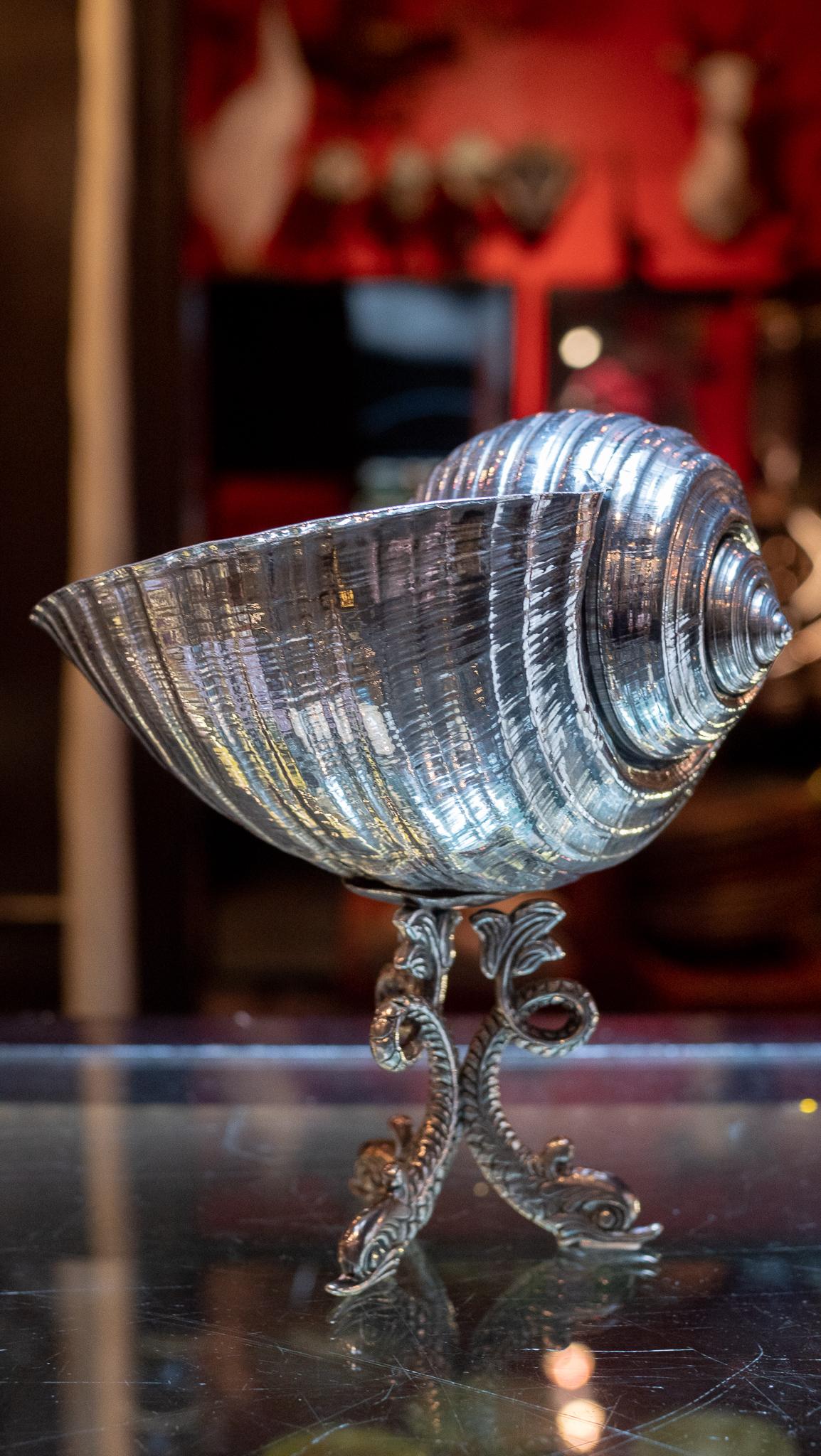 Tonna delfini mounted on a sterling silver base. Creel and Gow has been working with the same atelier in Rome, Italy for over 20 years to make our signature silvered shells. Our workshop has been operated by the same family for generations, and for