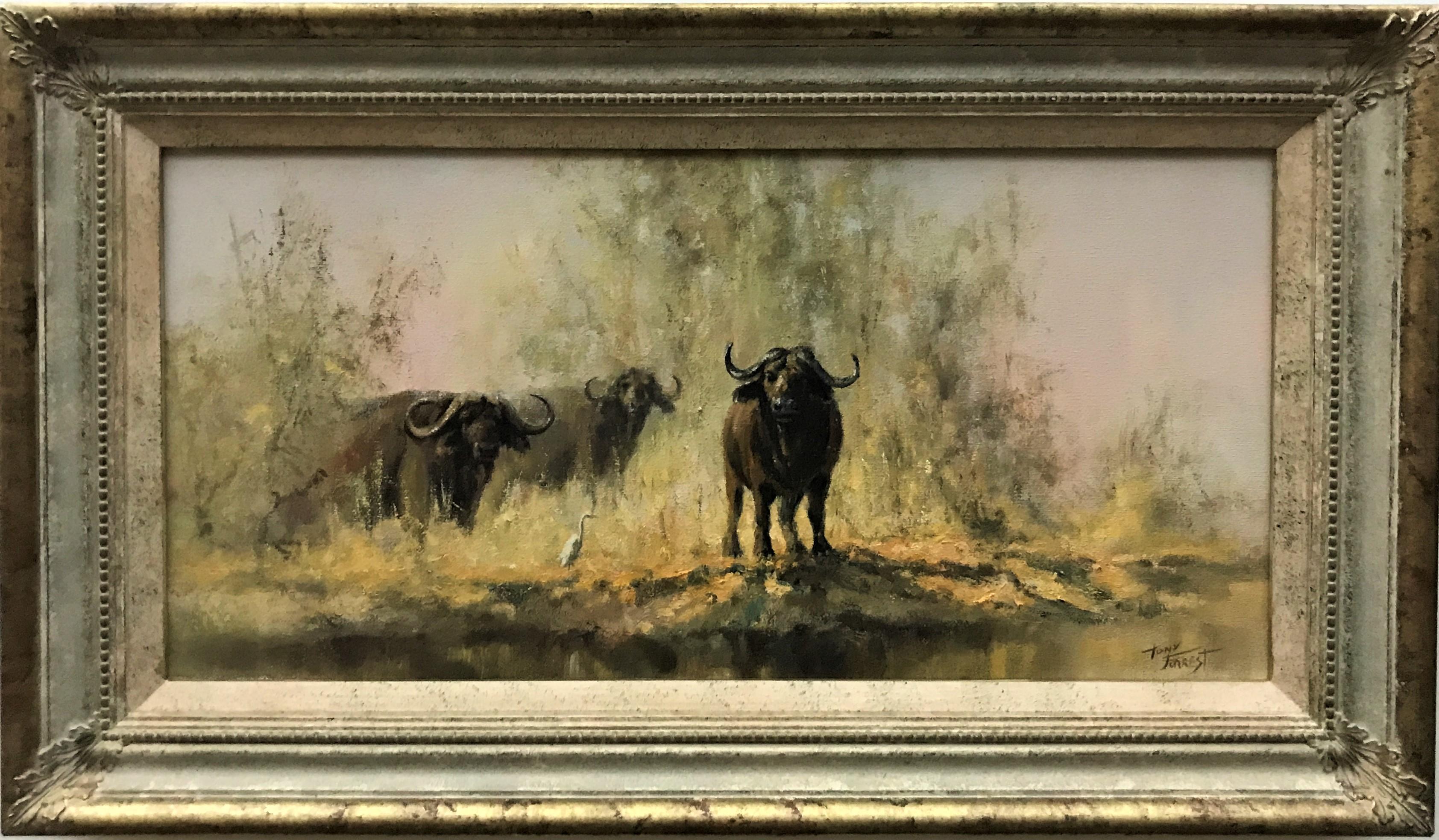 Cape Buffalo in Savannah, original oil on canvas, contemporary British artist