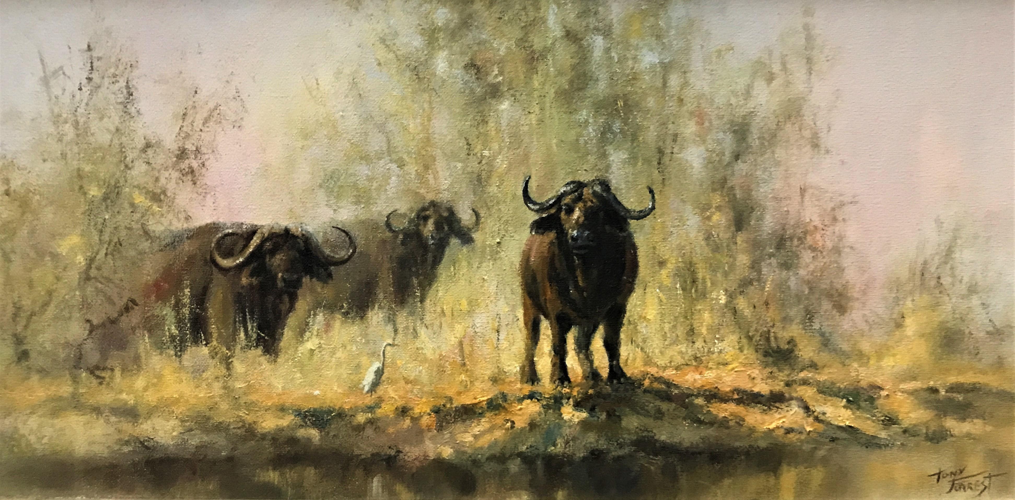 Cape Buffalo in Savannah, original oil on canvas, contemporary British artist - Painting by Tony Forrest