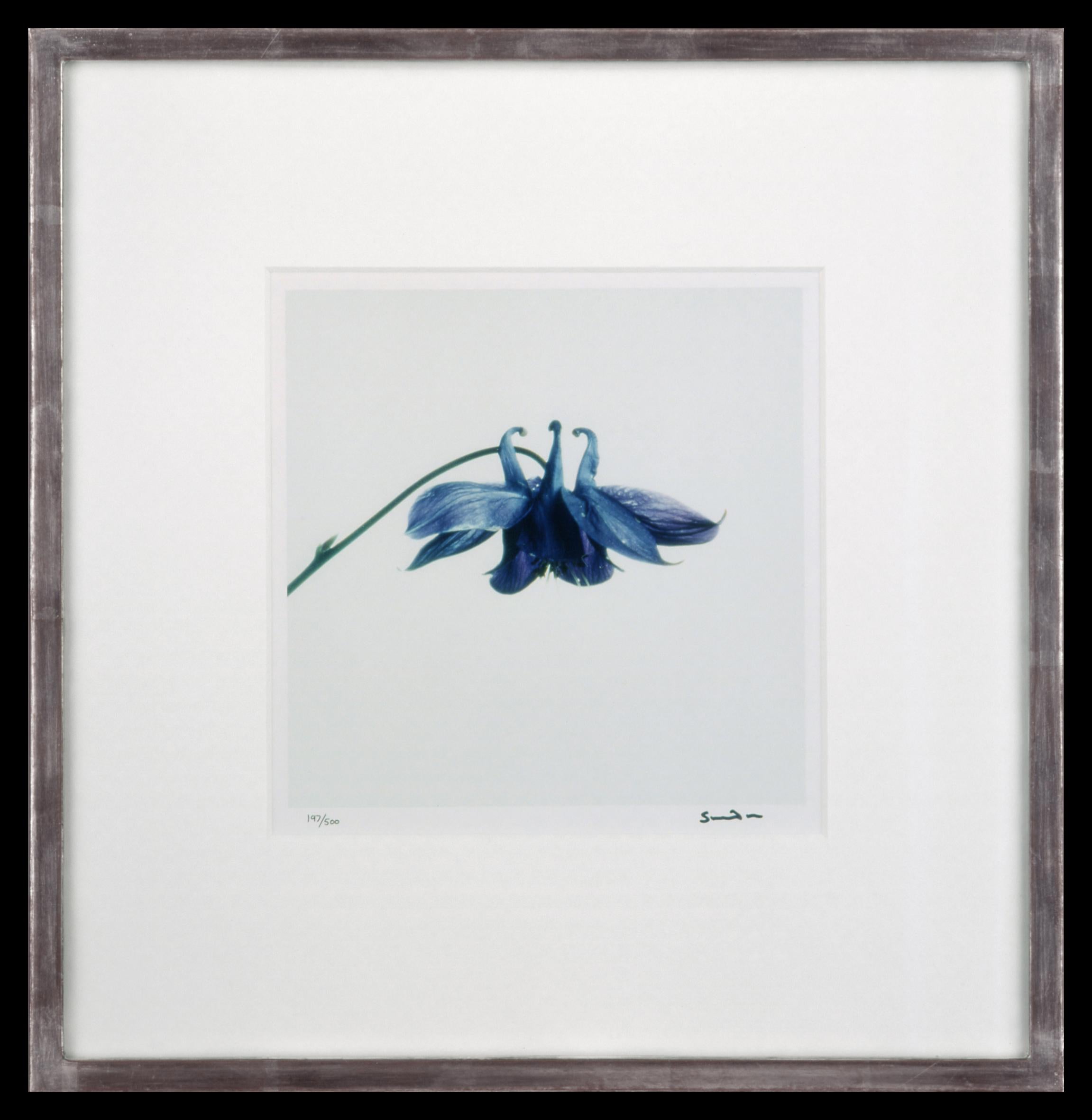 Wildflowers, Limited Edition Photograph, 1st Earl of Snowdon, signed photography For Sale 7