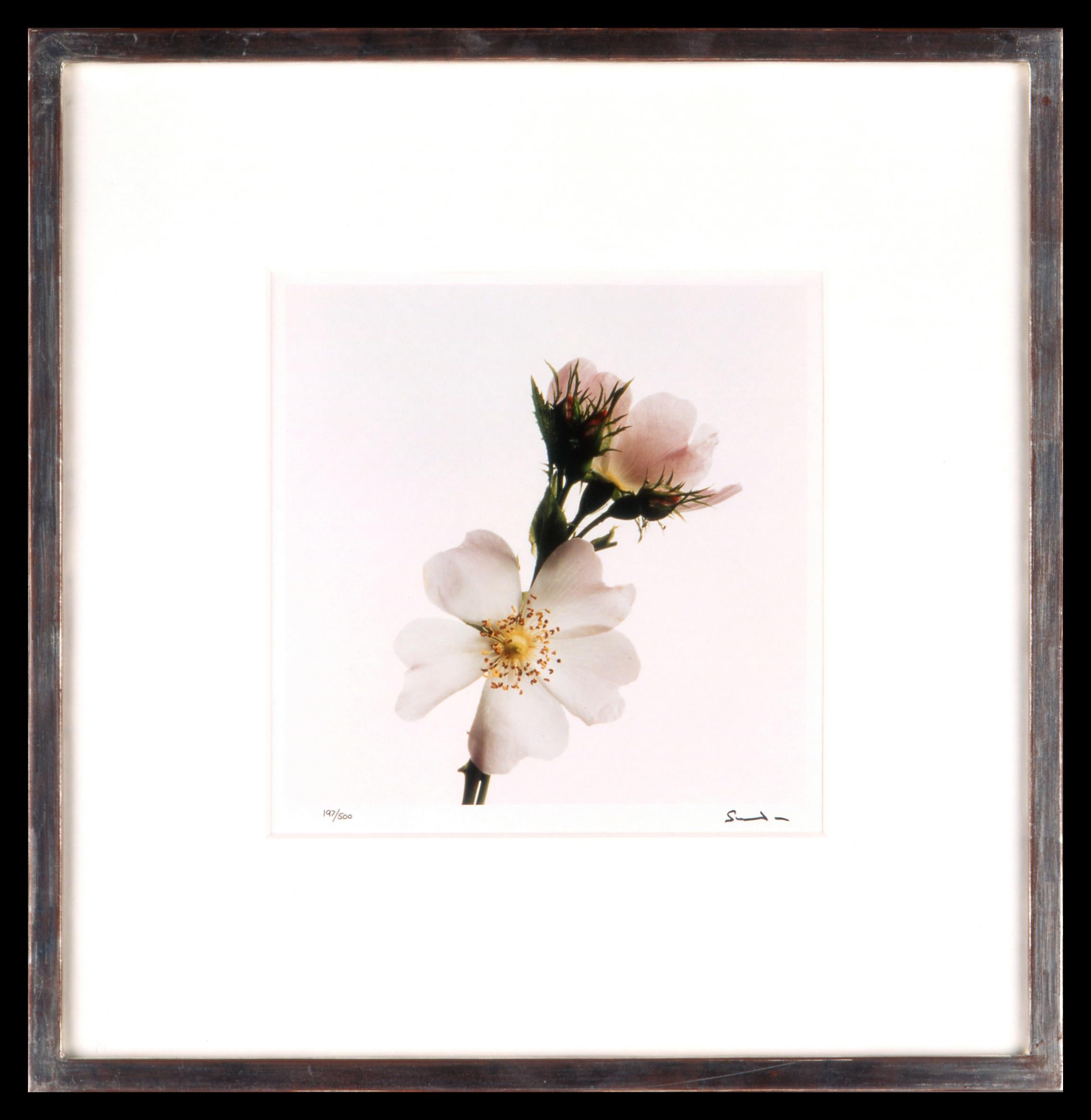Wildflowers, Limited Edition Photograph, 1st Earl of Snowdon, signed photography For Sale 8