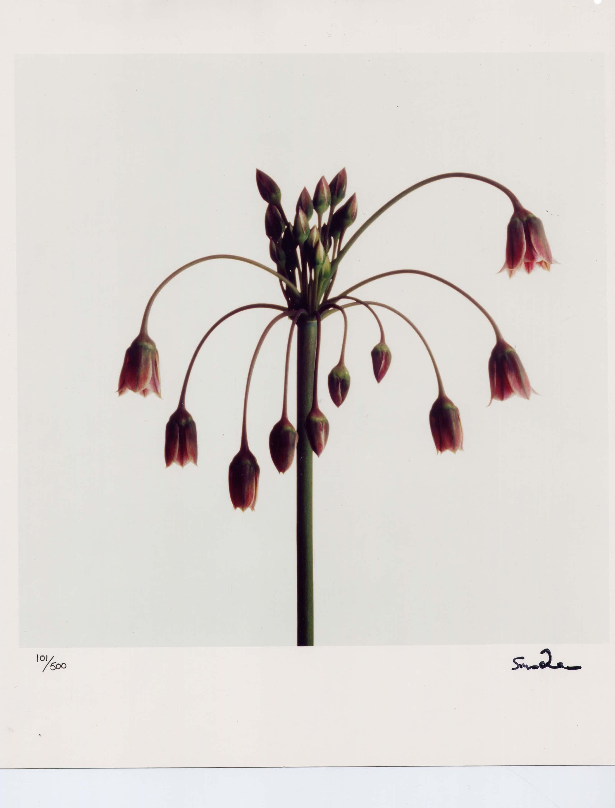 Wildflowers, Limited Edition Photograph, 1st Earl of Snowdon, signed photography - Beige Color Photograph by Tony (Lord Snowdon) Armstrong Jones