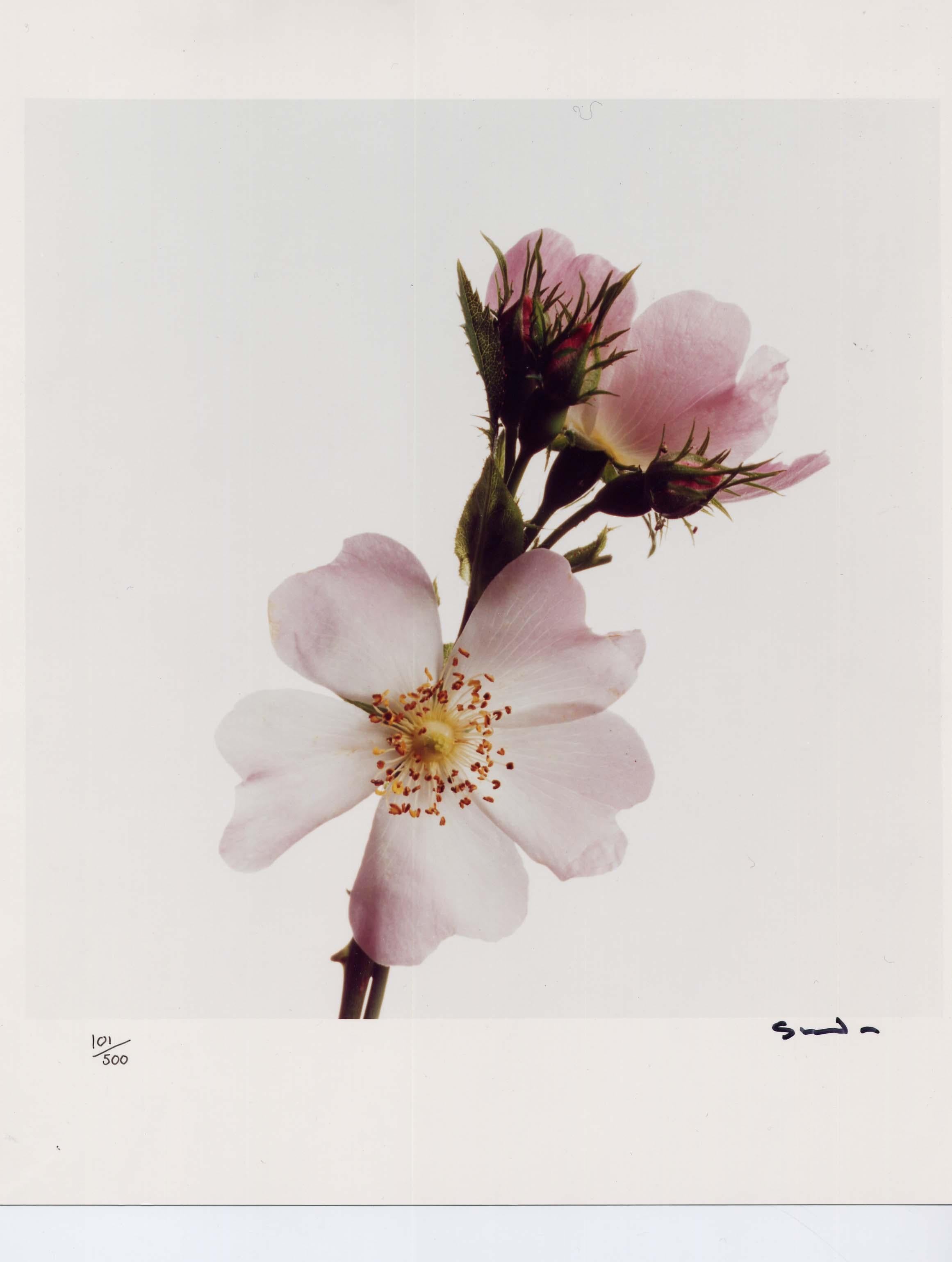Wildflowers, Limited Edition Photograph, 1st Earl of Snowdon, signed photography For Sale 1