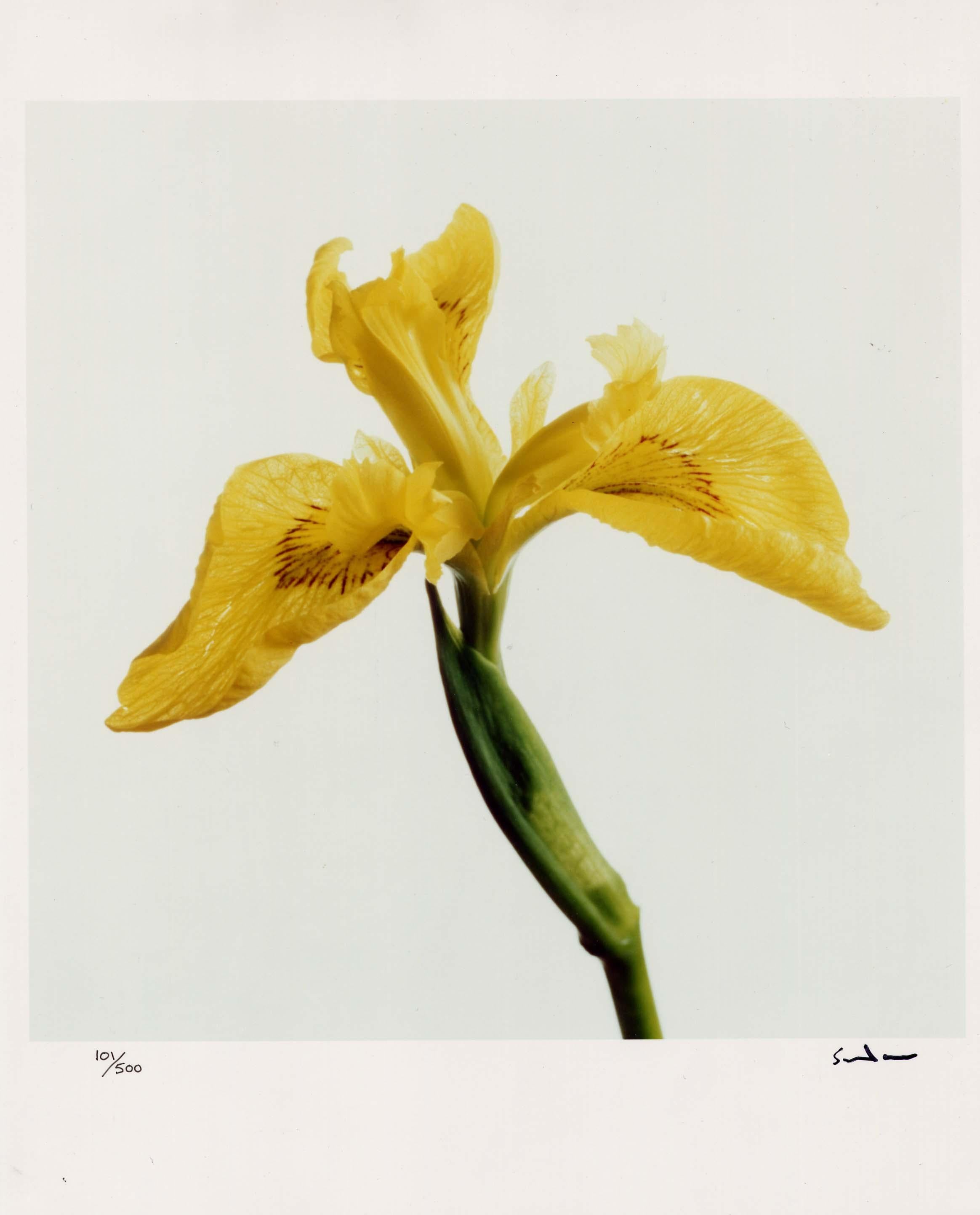 Wildflowers, Limited Edition Photograph, 1st Earl of Snowdon, signed photography For Sale 2