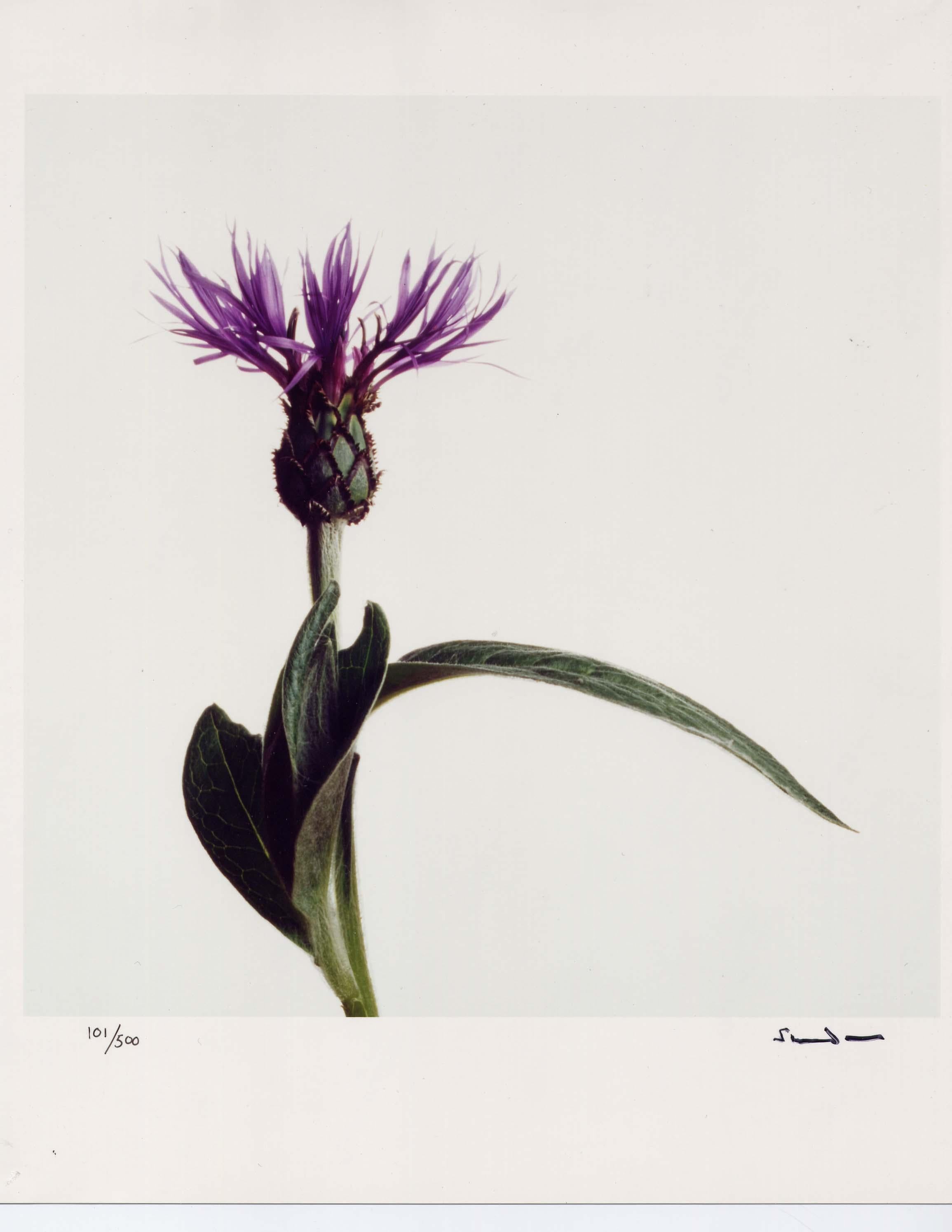 Wildflowers, Limited Edition Photograph, 1st Earl of Snowdon, signed photography For Sale 3