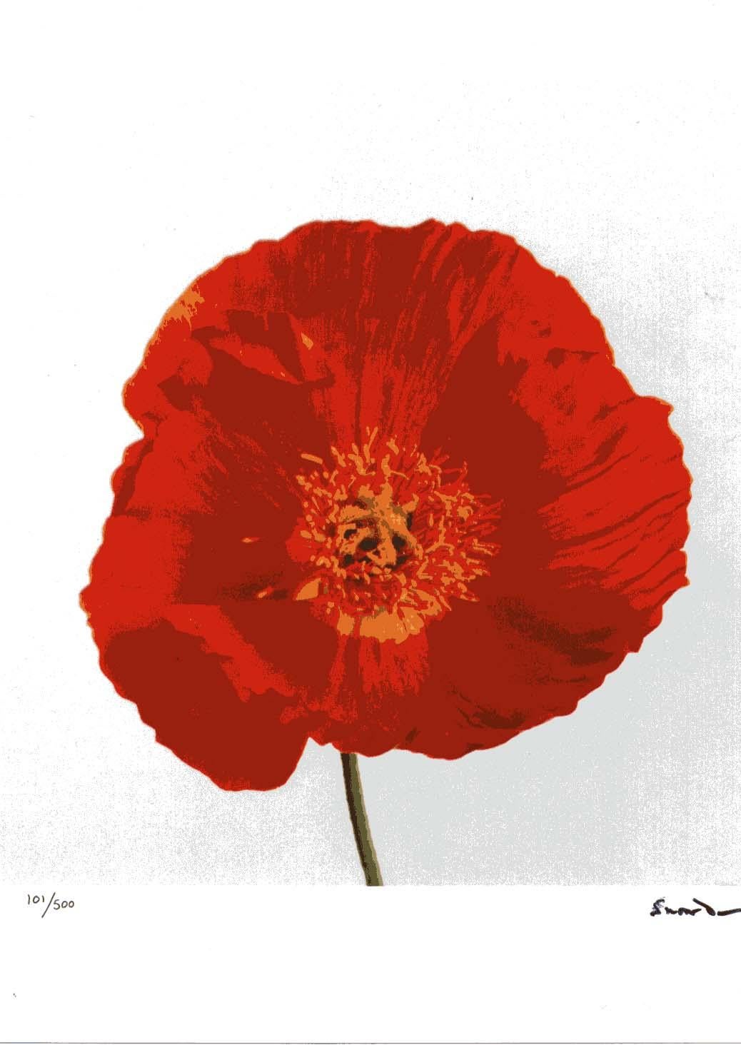 Wildflowers, Limited Edition Photograph, 1st Earl of Snowdon, signed photography For Sale 4