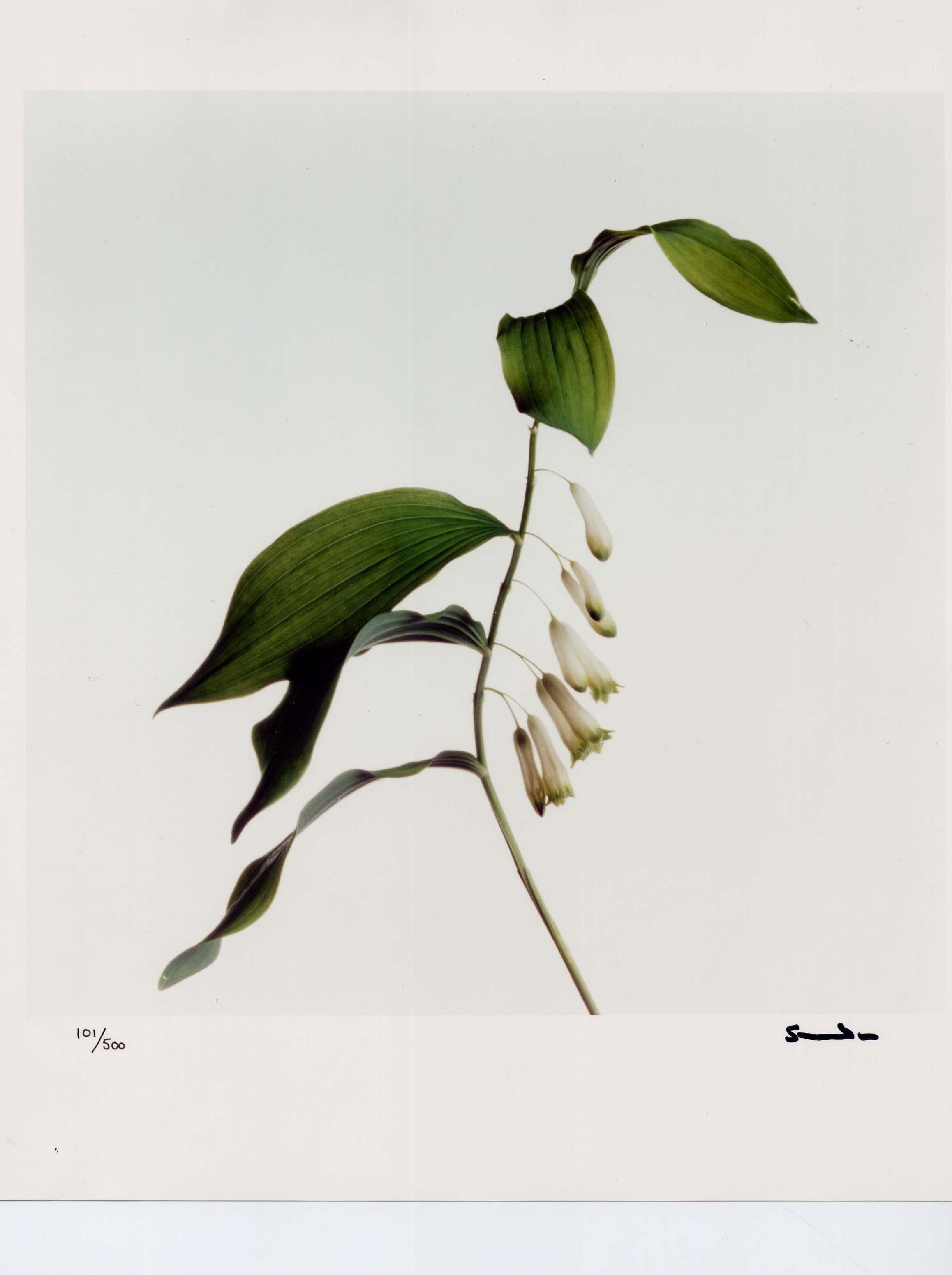 Wildflowers, Limited Edition Photograph, 1st Earl of Snowdon, signed photography For Sale 5