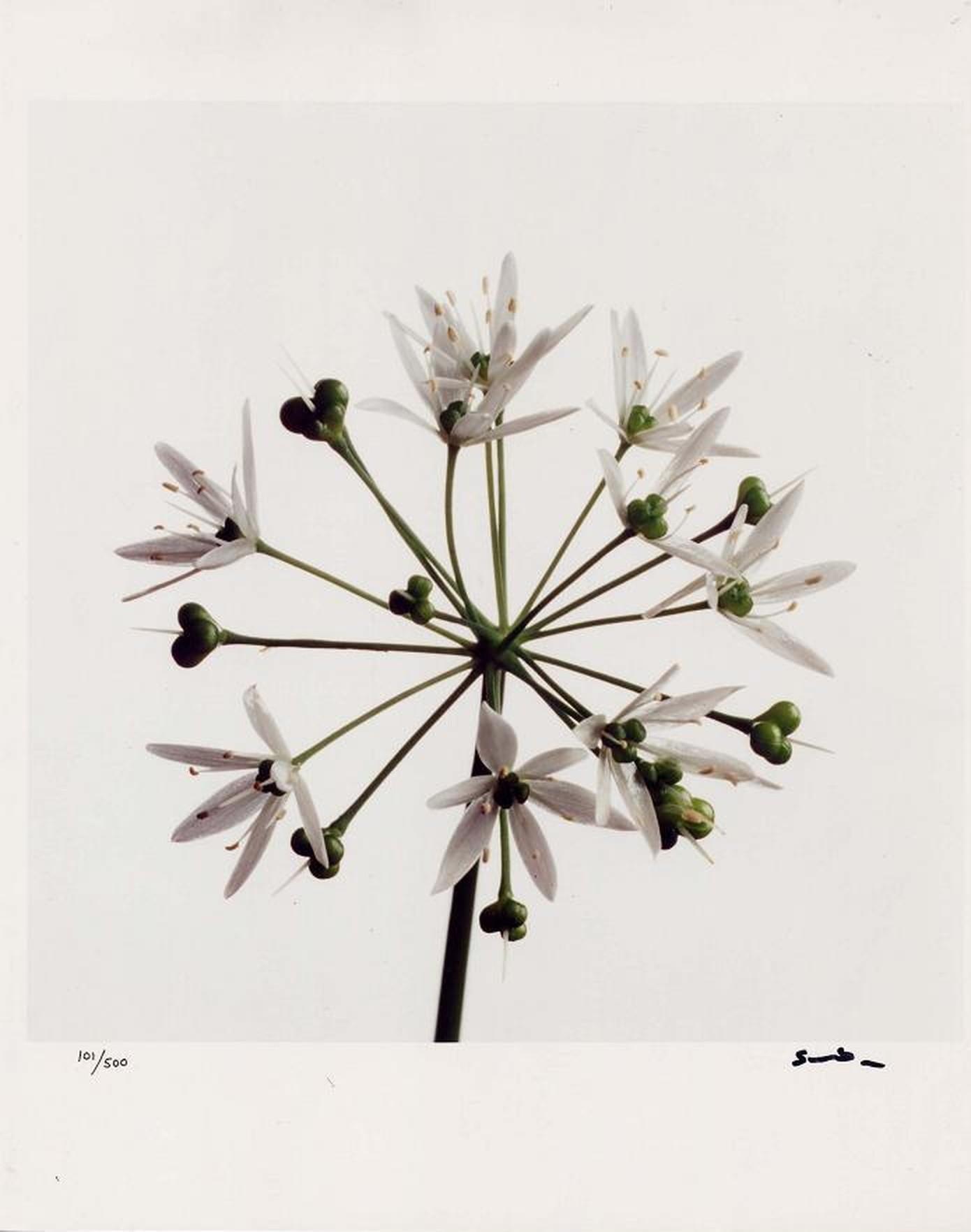 Wildflowers, Limited Edition Photograph, 1st Earl of Snowdon, signed photography For Sale 6