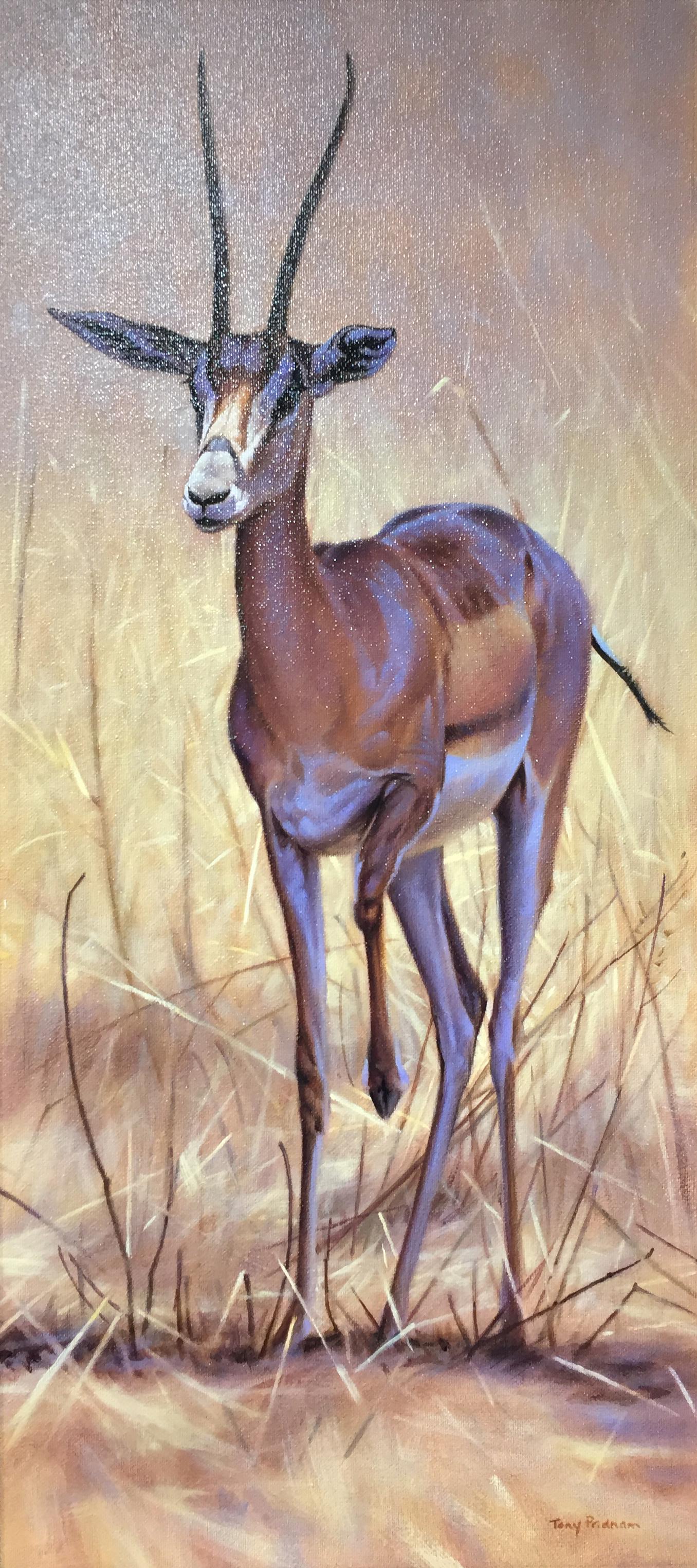 Grants Gazelle – Painting von Tony Pridham