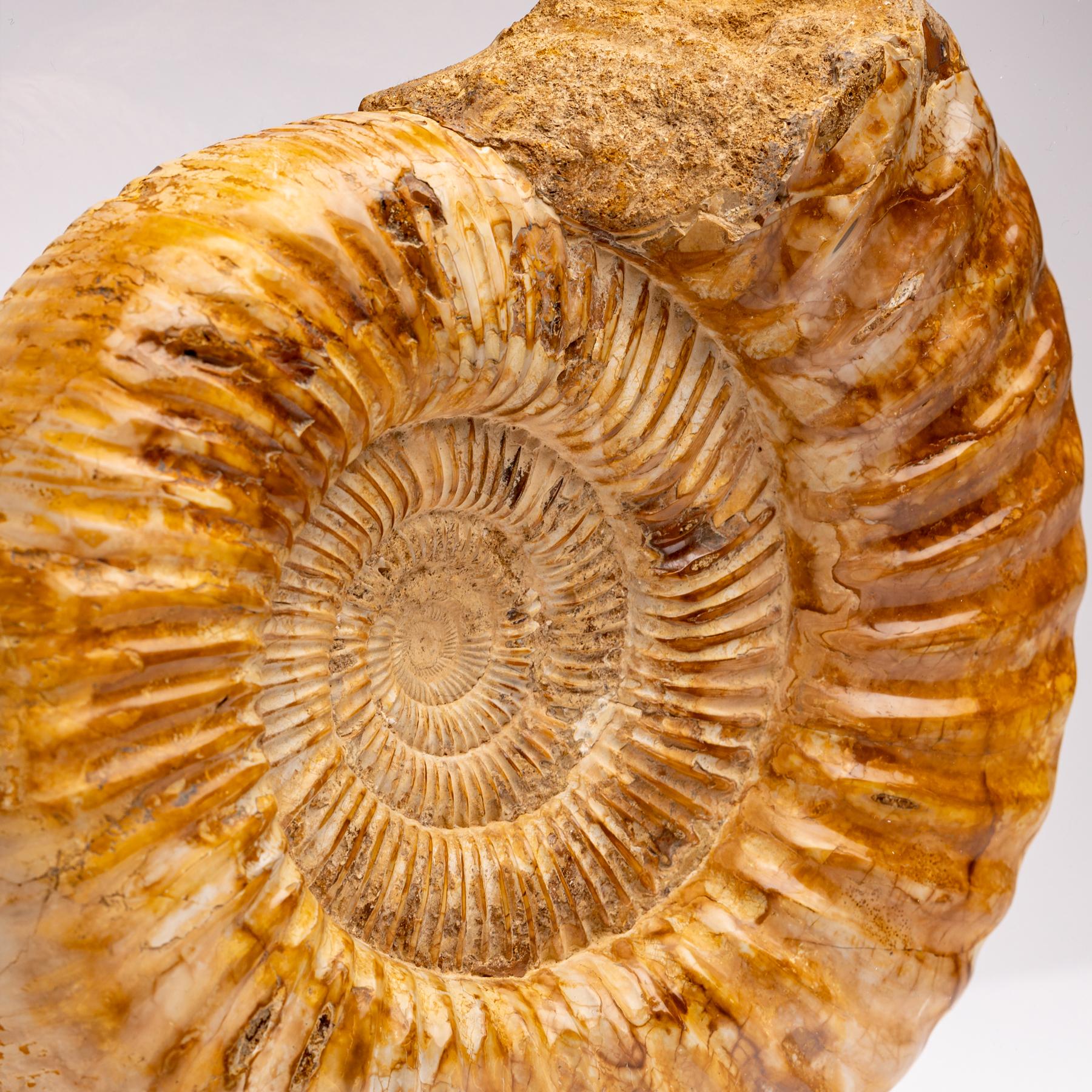 Top Quality Perisphinctes Fossil Ammonite on Acrylic Case, Jurassic Period 3