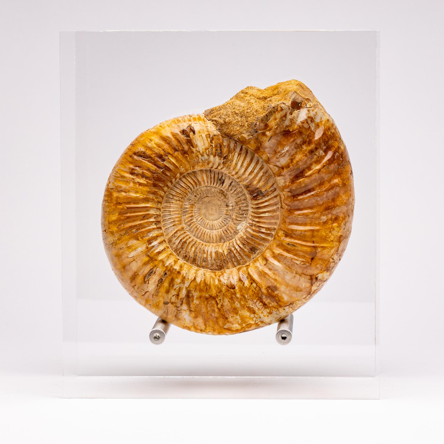 Perisphinctes Ammonite
Period: Jurassic 163 - 145 Million years ago.
These ammonites could grow from anywhere between 10 mm to over a meter in diameter, making them among the largest of the ammonites.
Ammonites were squid-like predatory creatures