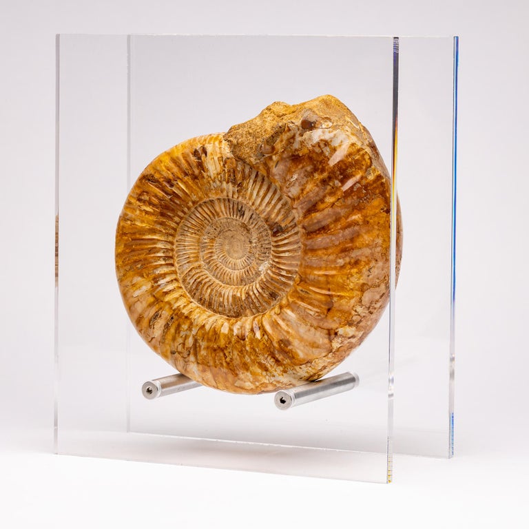 Organic Modern Top Quality Perisphinctes Fossil Ammonite on Acrylic Case, Jurassic Period For Sale