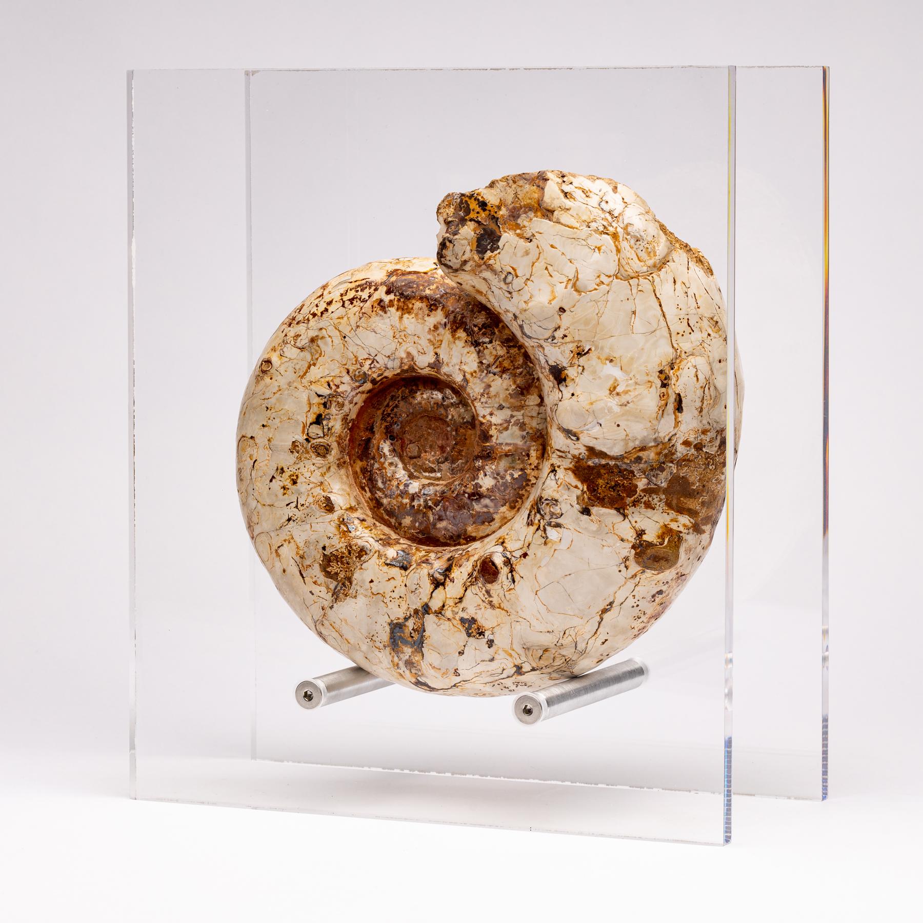 Organic Modern Top Quality Perisphinctes Fossil Ammonite on Acrylic Case, Jurassic Period