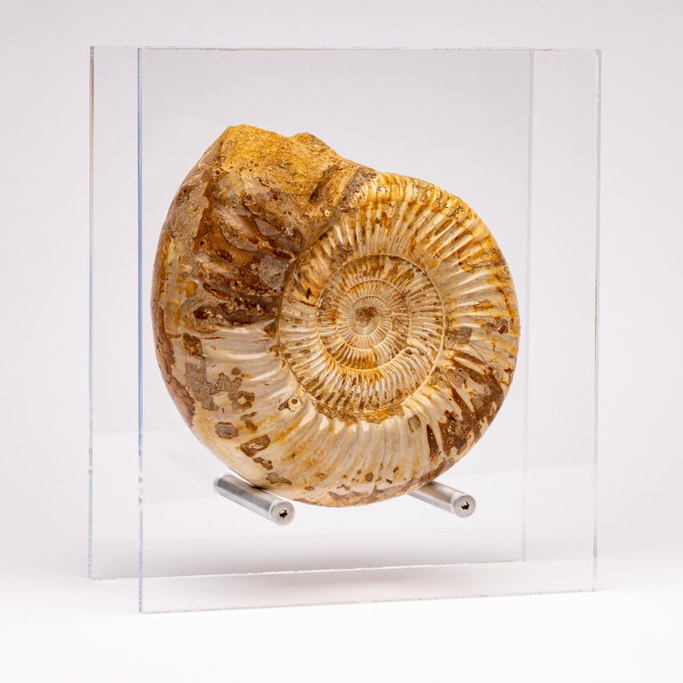 Mexican Top Quality Perisphinctes Fossil Ammonite on Acrylic Case, Jurassic Period For Sale