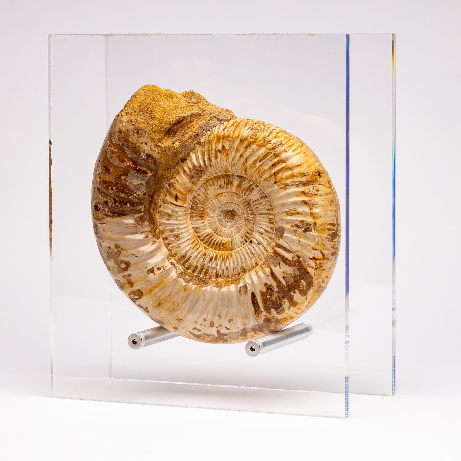 Mexican Top Quality Perisphinctes Fossil Ammonite on Acrylic Case, Jurassic Period