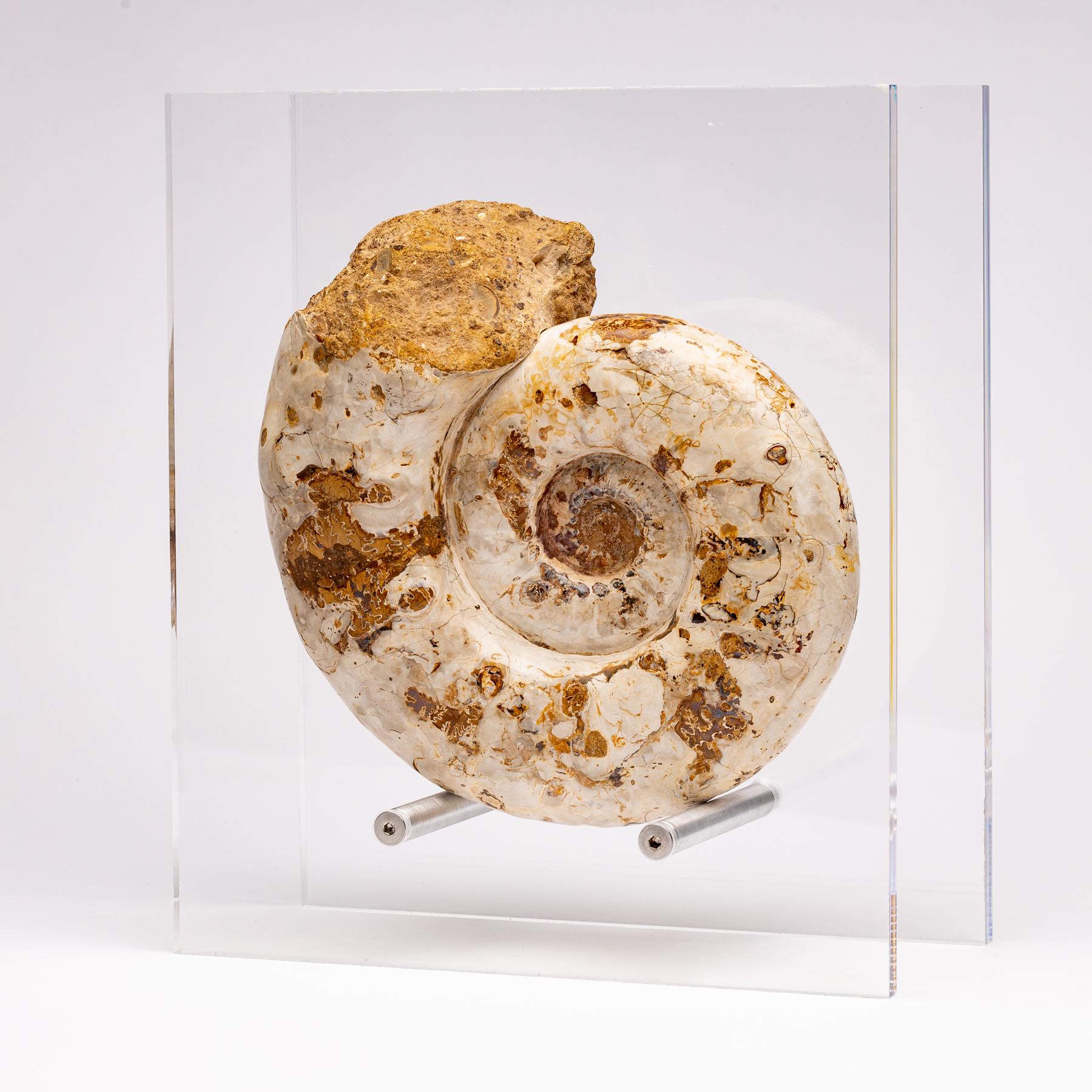 Top Quality Perisphinctes Fossil Ammonite on Acrylic Case, Jurassic Period In New Condition In Polanco, CDMX