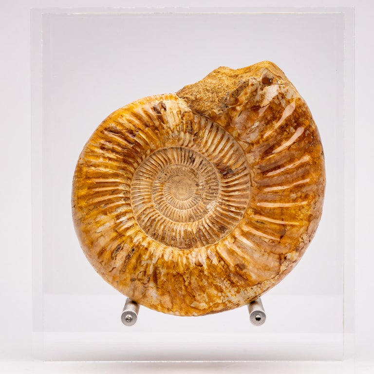 Contemporary Top Quality Perisphinctes Fossil Ammonite on Acrylic Case, Jurassic Period For Sale