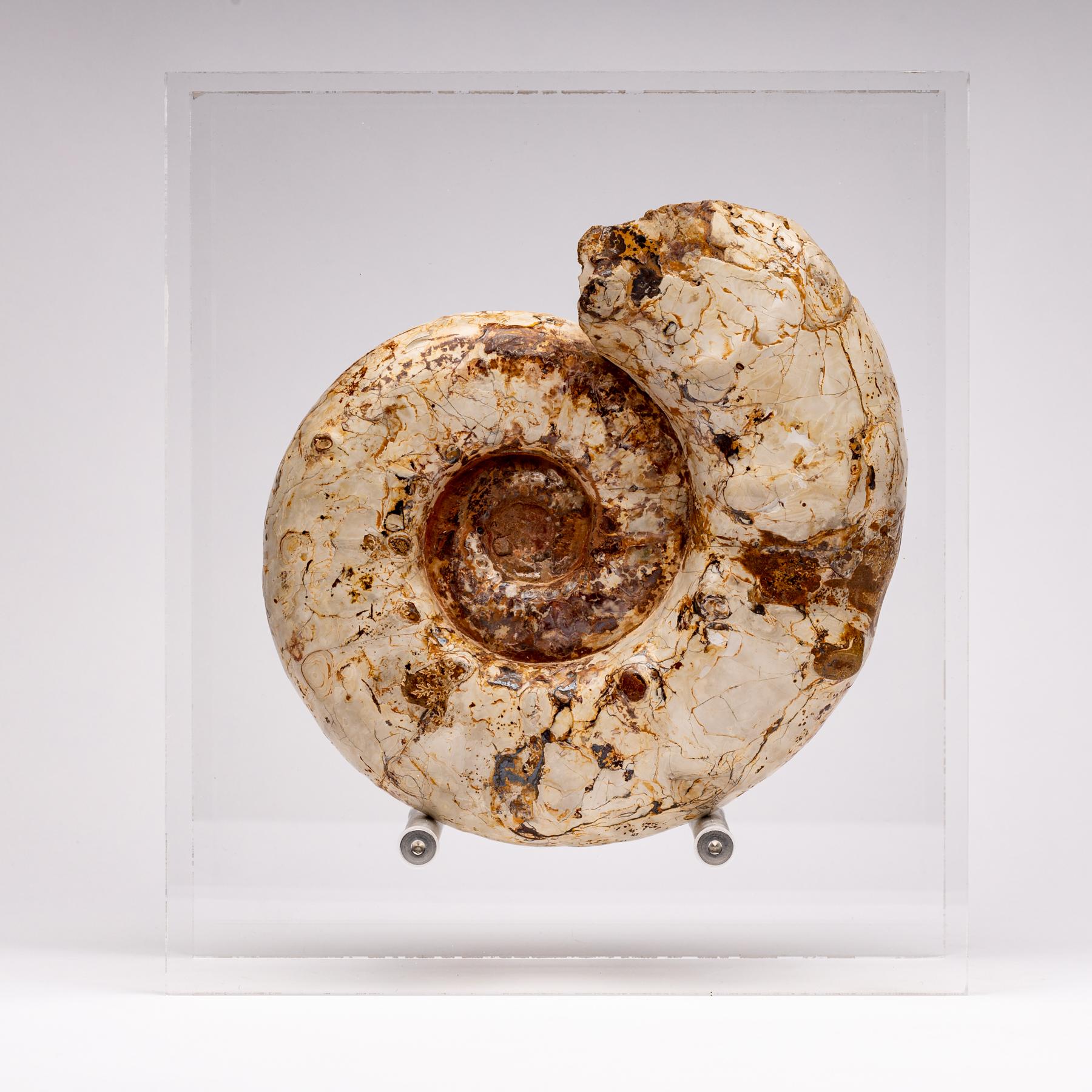 Contemporary Top Quality Perisphinctes Fossil Ammonite on Acrylic Case, Jurassic Period