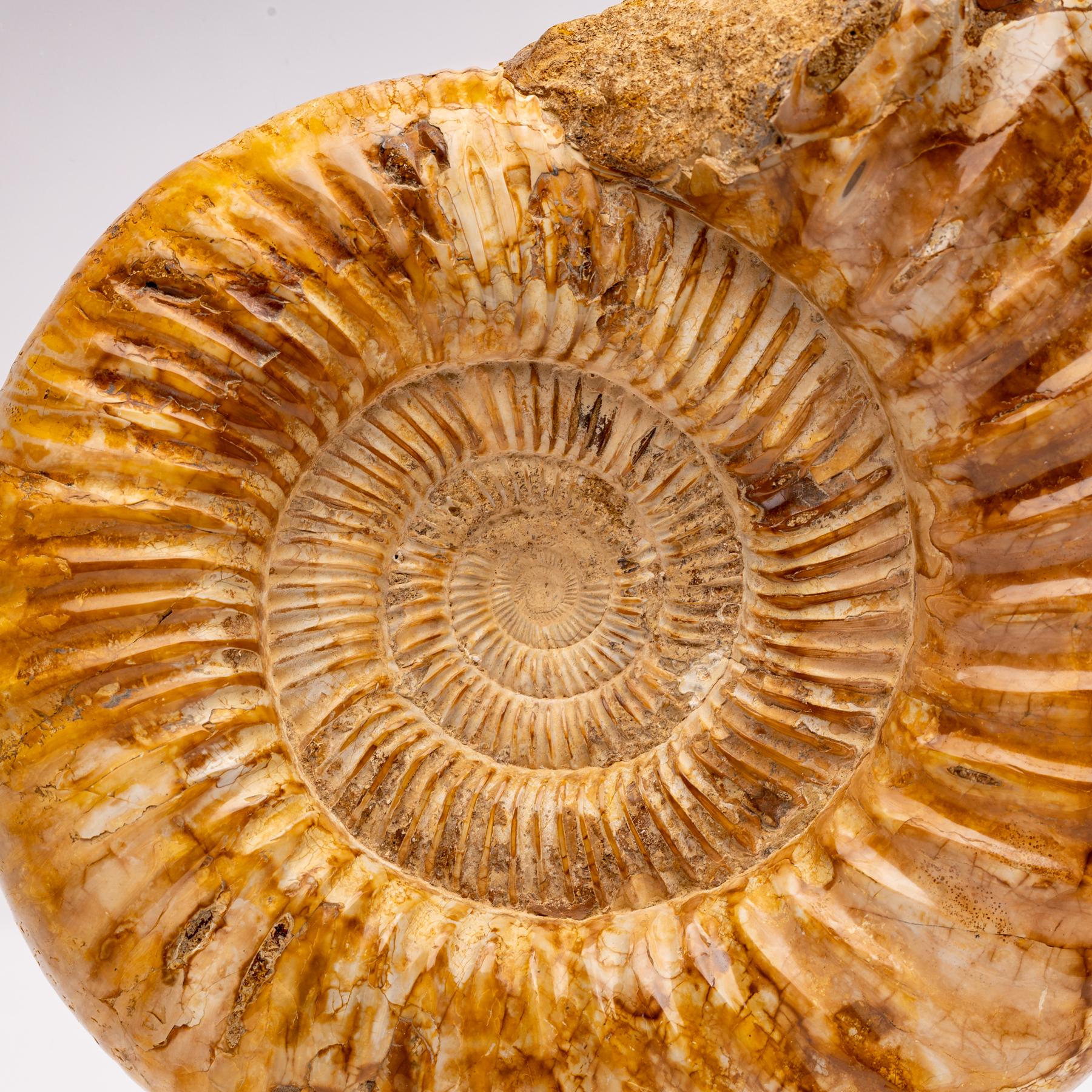 Contemporary Top Quality Perisphinctes Fossil Ammonite on Acrylic Case, Jurassic Period