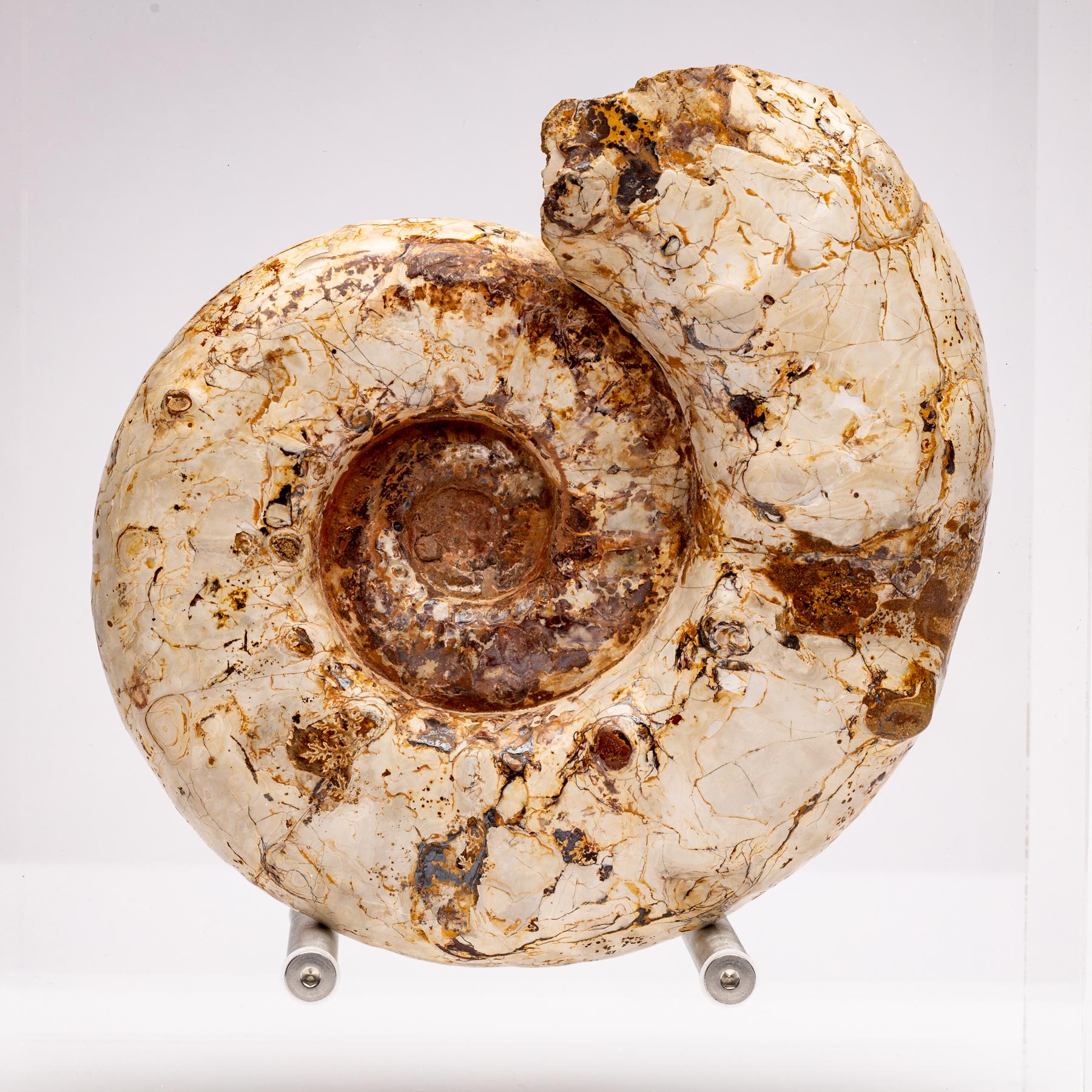 Top Quality Perisphinctes Fossil Ammonite on Acrylic Case, Jurassic Period 1