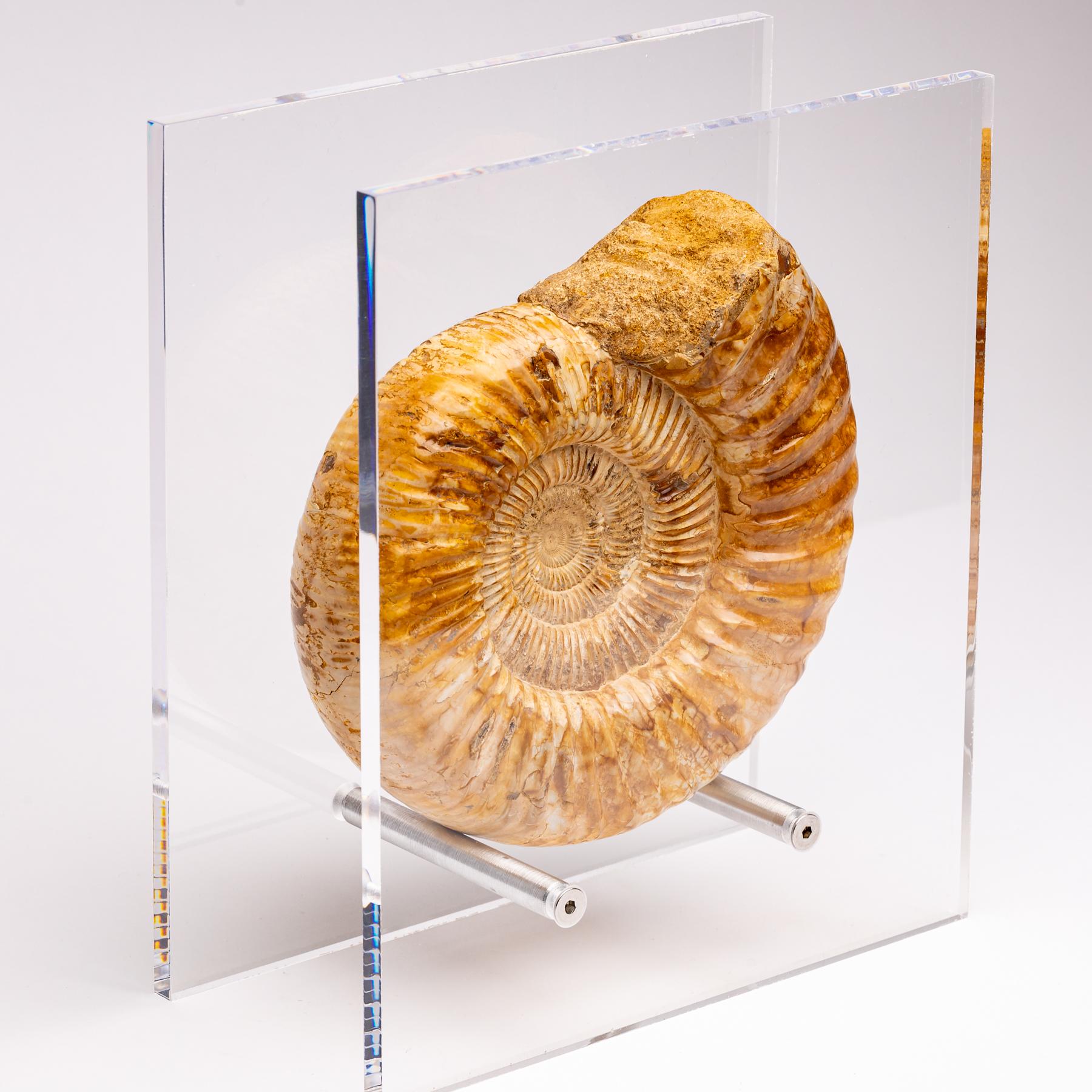 Top Quality Perisphinctes Fossil Ammonite on Acrylic Case, Jurassic Period 1