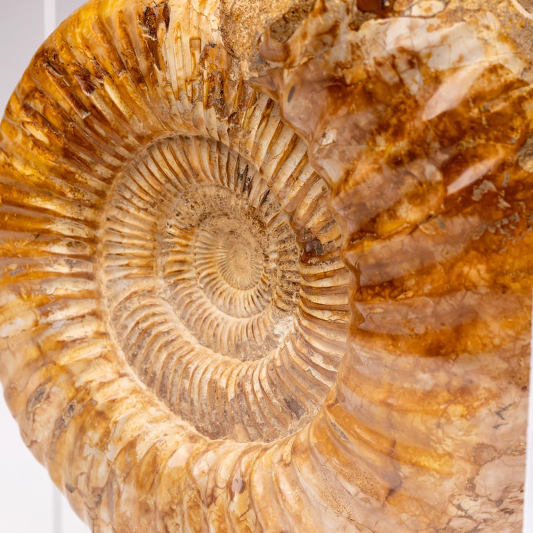 Top Quality Perisphinctes Fossil Ammonite on Acrylic Case, Jurassic Period For Sale 3