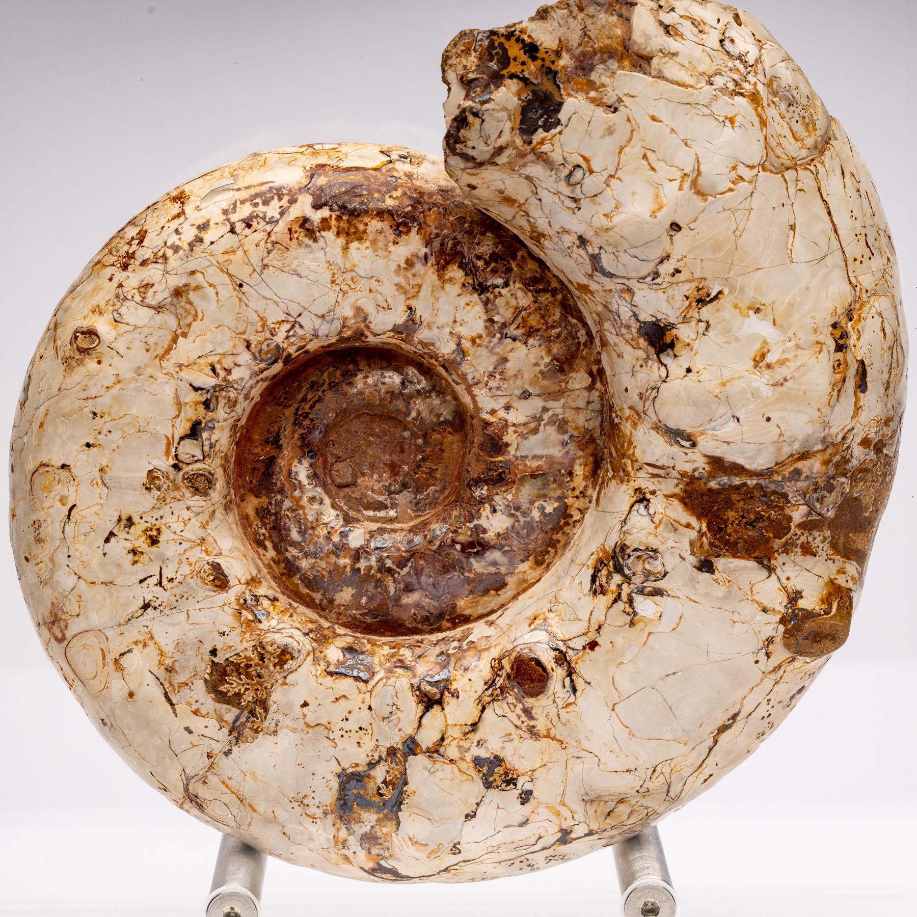 Top Quality Perisphinctes Fossil Ammonite on Acrylic Case, Jurassic Period 3