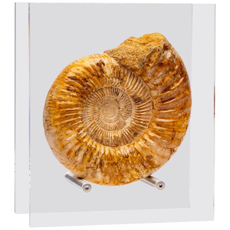 Top Quality Perisphinctes Fossil Ammonite on Acrylic Case, Jurassic Period For Sale