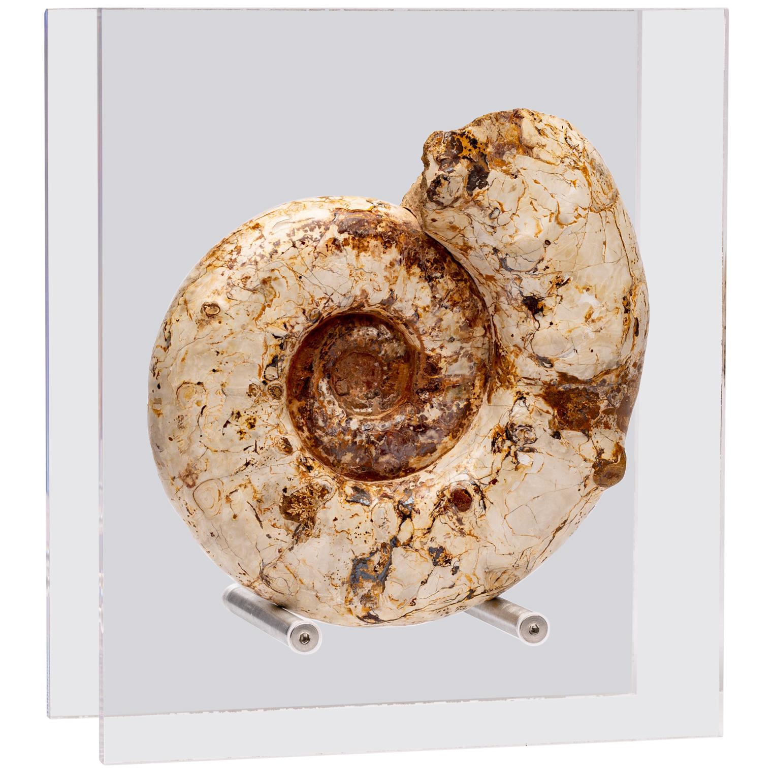 Top Quality Perisphinctes Fossil Ammonite on Acrylic Case, Jurassic Period