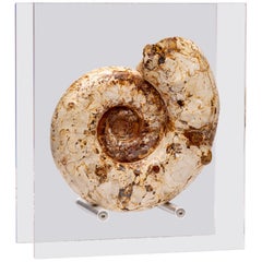 Ammonite fossile de Perisphinctes de qualité supérieure sur étui en acrylique, période jurassique