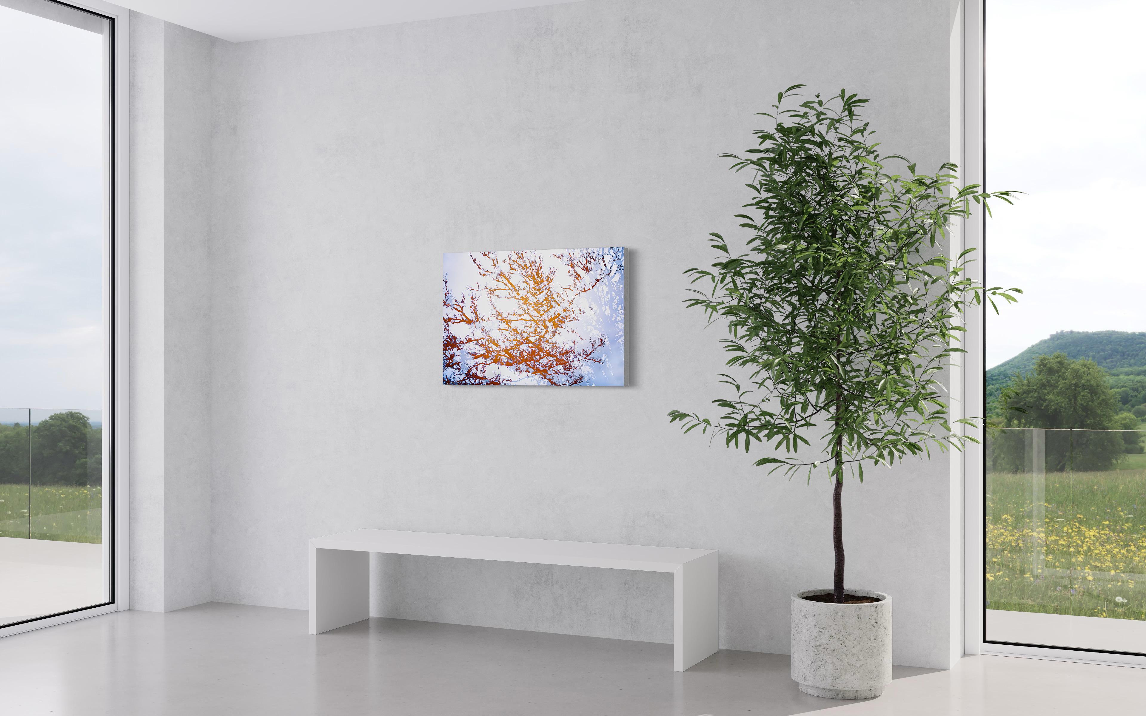 This contemporary photograph by Tori Gagne captures an abstracted view of tree branches, with a contrasting palette of light blue-lavender and warm, deep orange. An edition size of 50, this photograph is available as a metal sublimation print with a